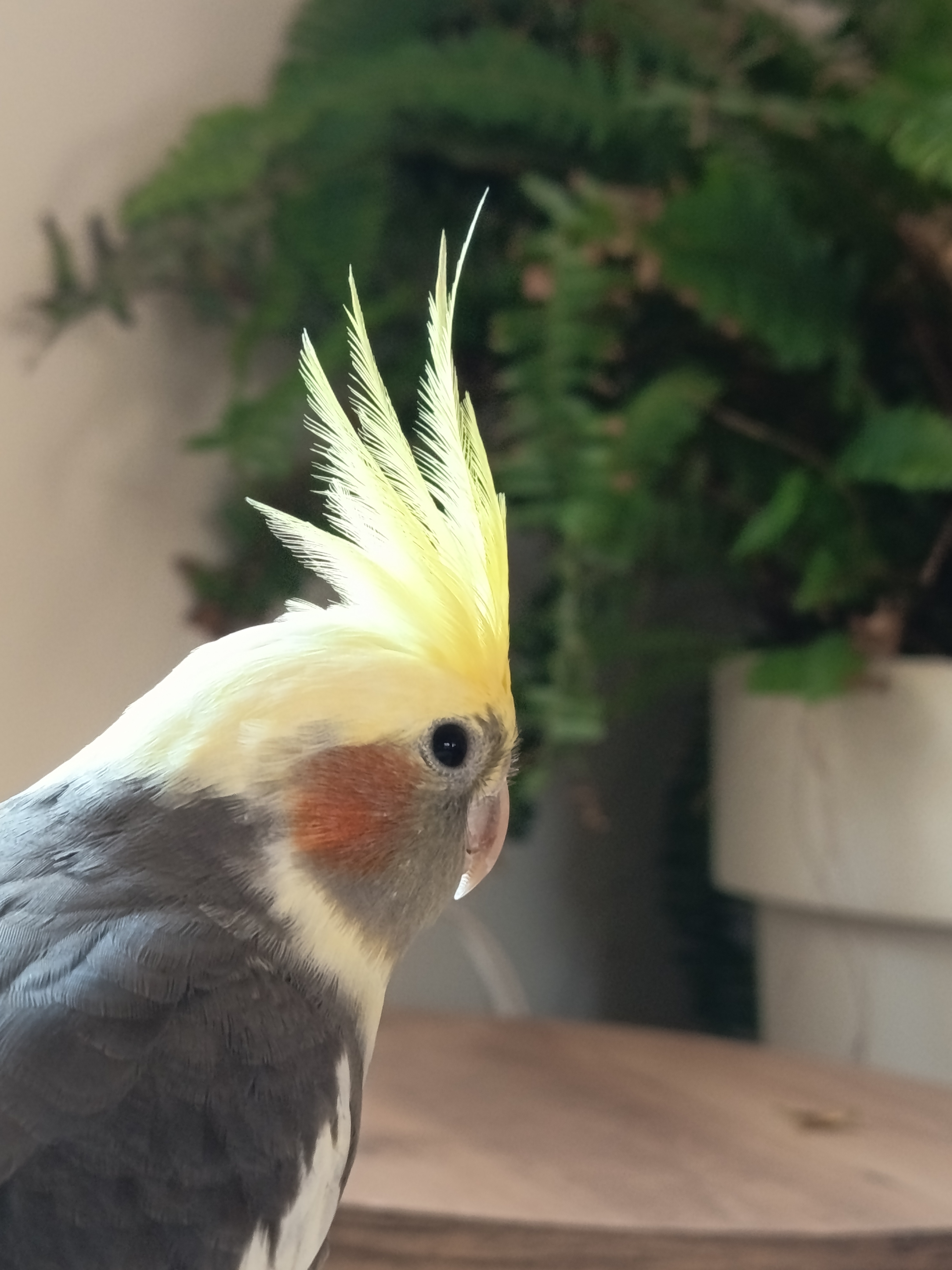 marko