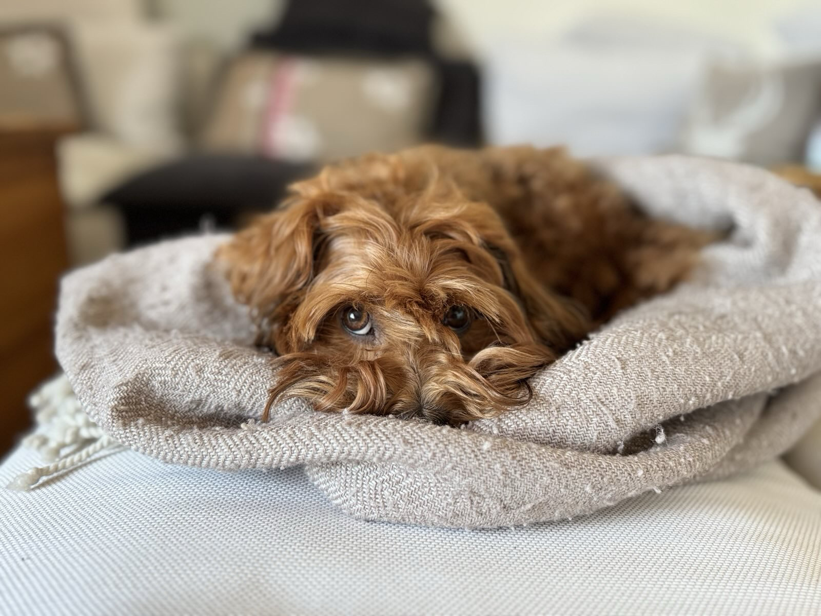 AngusDog