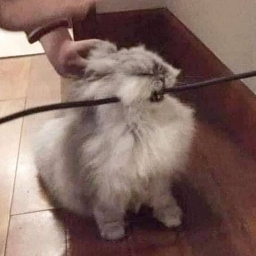 nico