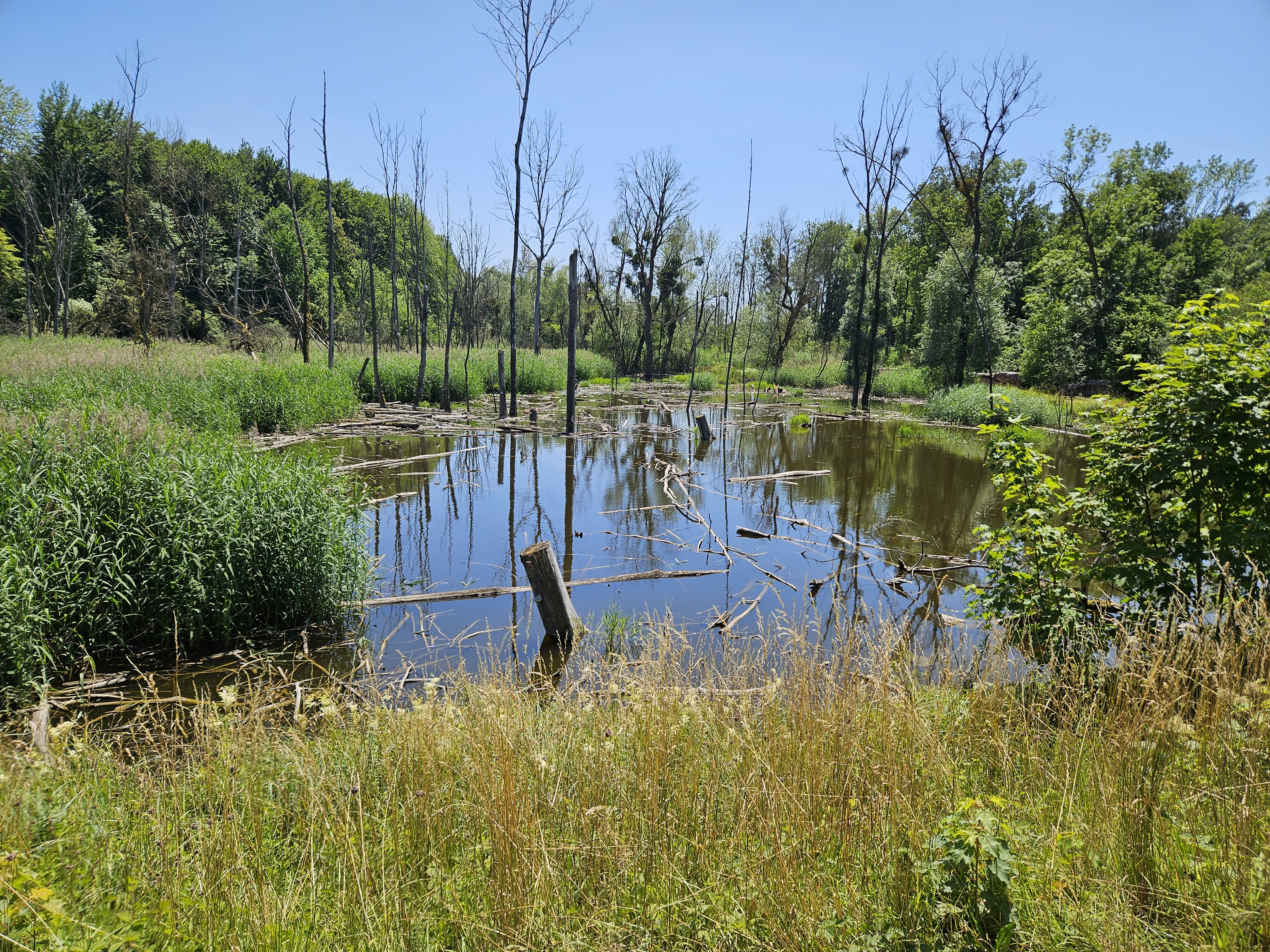 Photo 7 of the Bikemap route "Elsass, 22. Juni 2025"