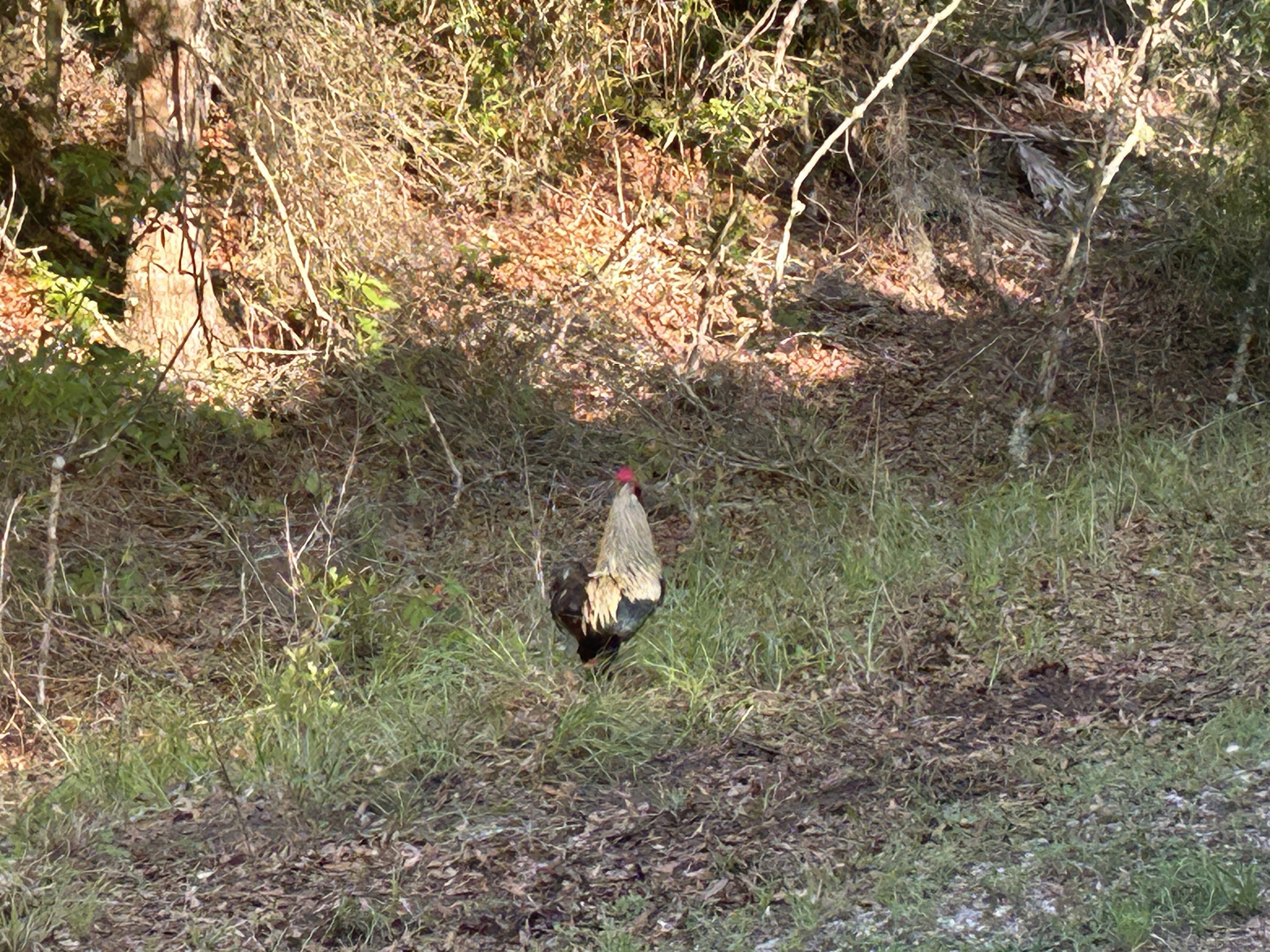 N Pine Ave, Inverness to Croom Rital Rd, Brooksville