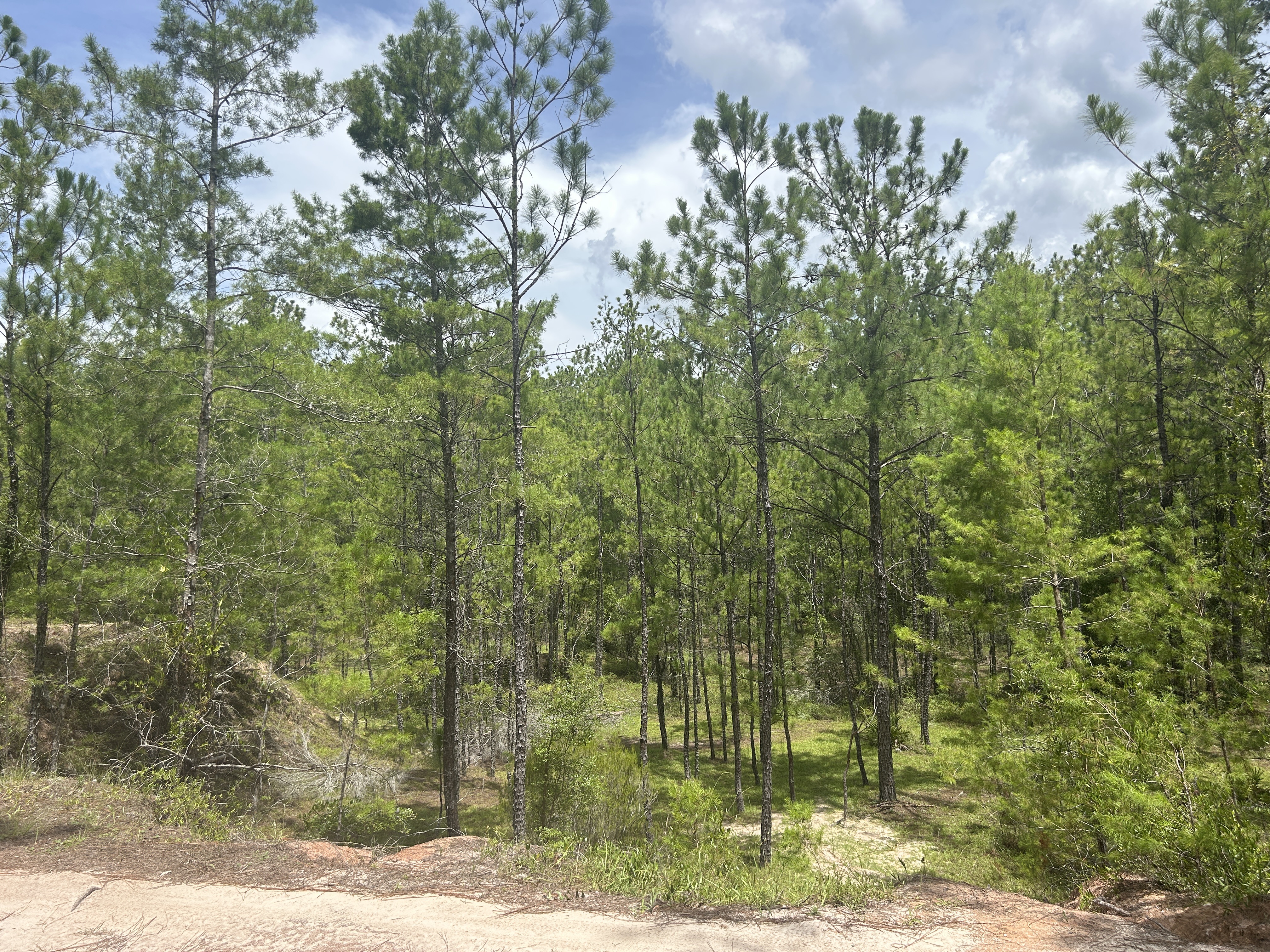 Florida National Scenic Trail, Ocala to SW Highway 200, Dunnellon