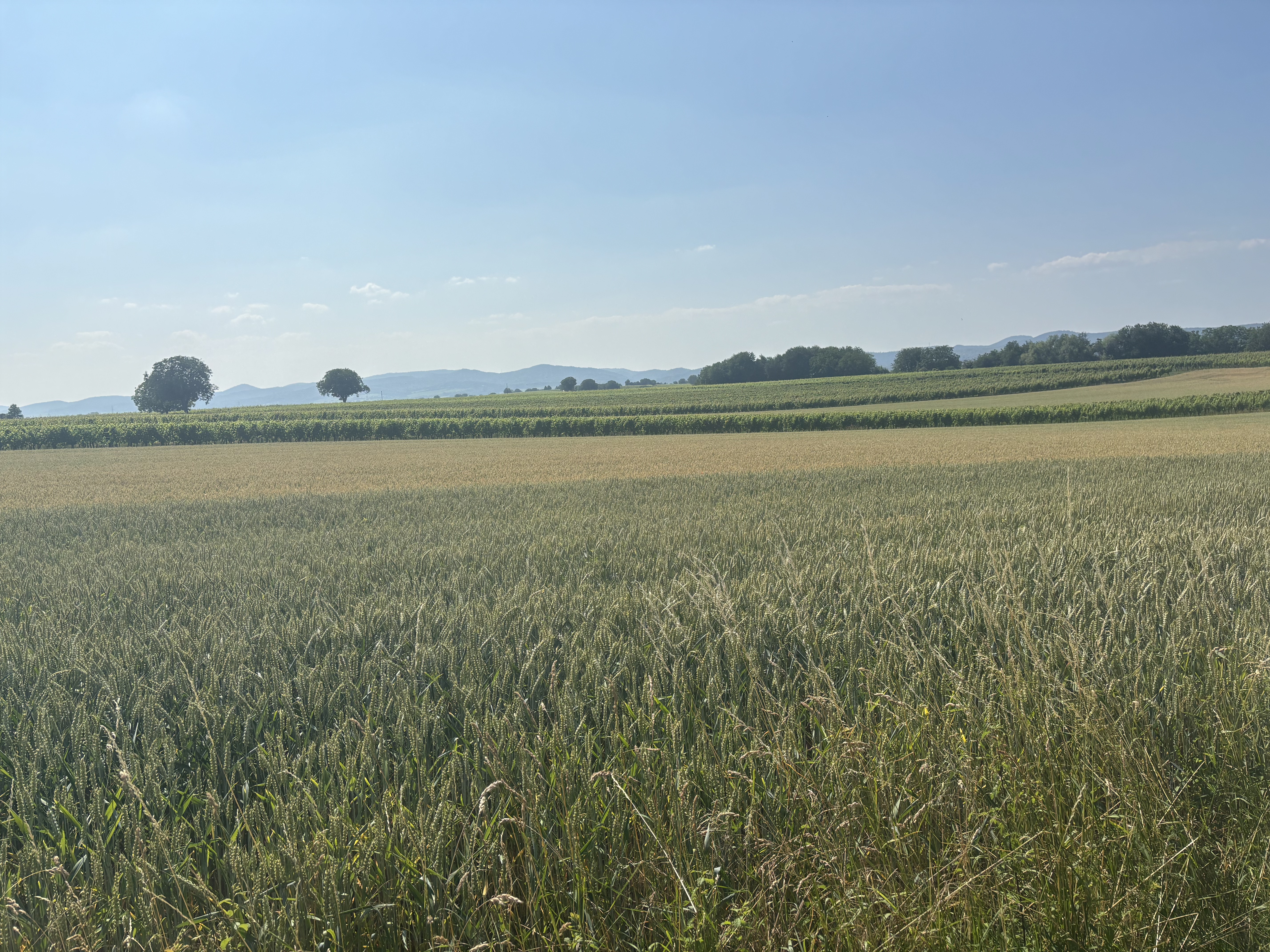 Weinstraße, Schweigen-Rechtenbach nach Bismarckstraße, Landau in der Pfalz
