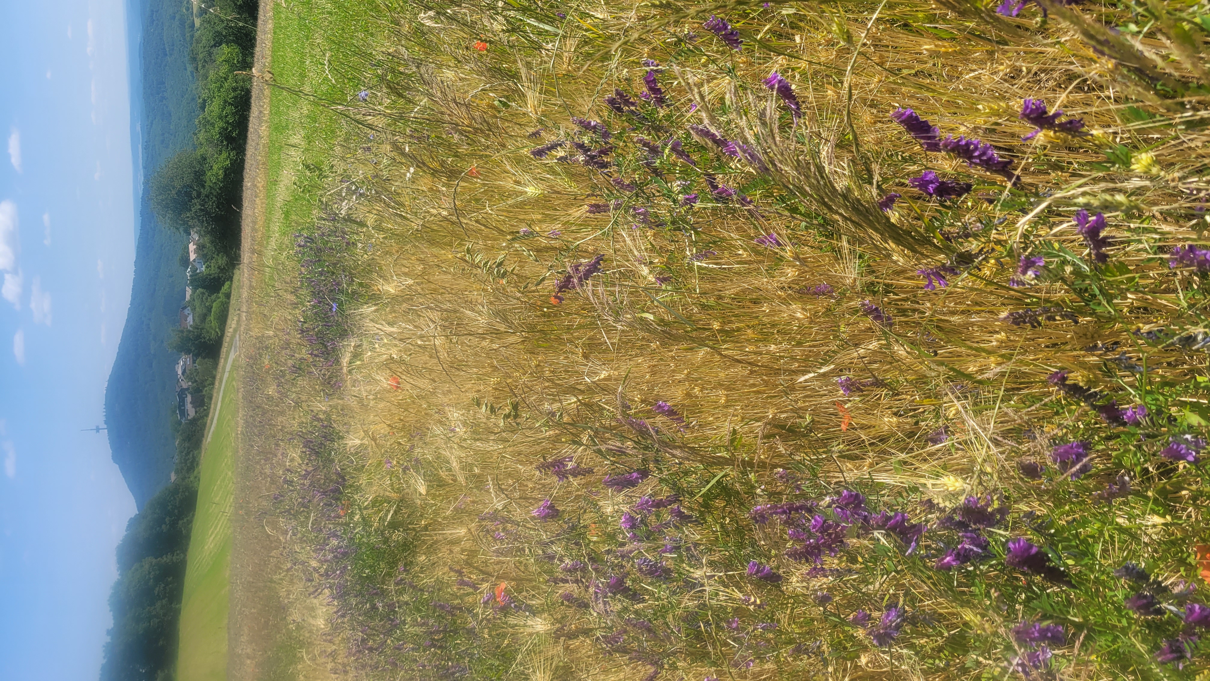 Foto 2 del percorso Bikemap "Mit dem Gravel Bike auf den Dünsberg." Foto 2 del percorso Bikemap "Mit dem Gravel Bike auf den Dünsberg."