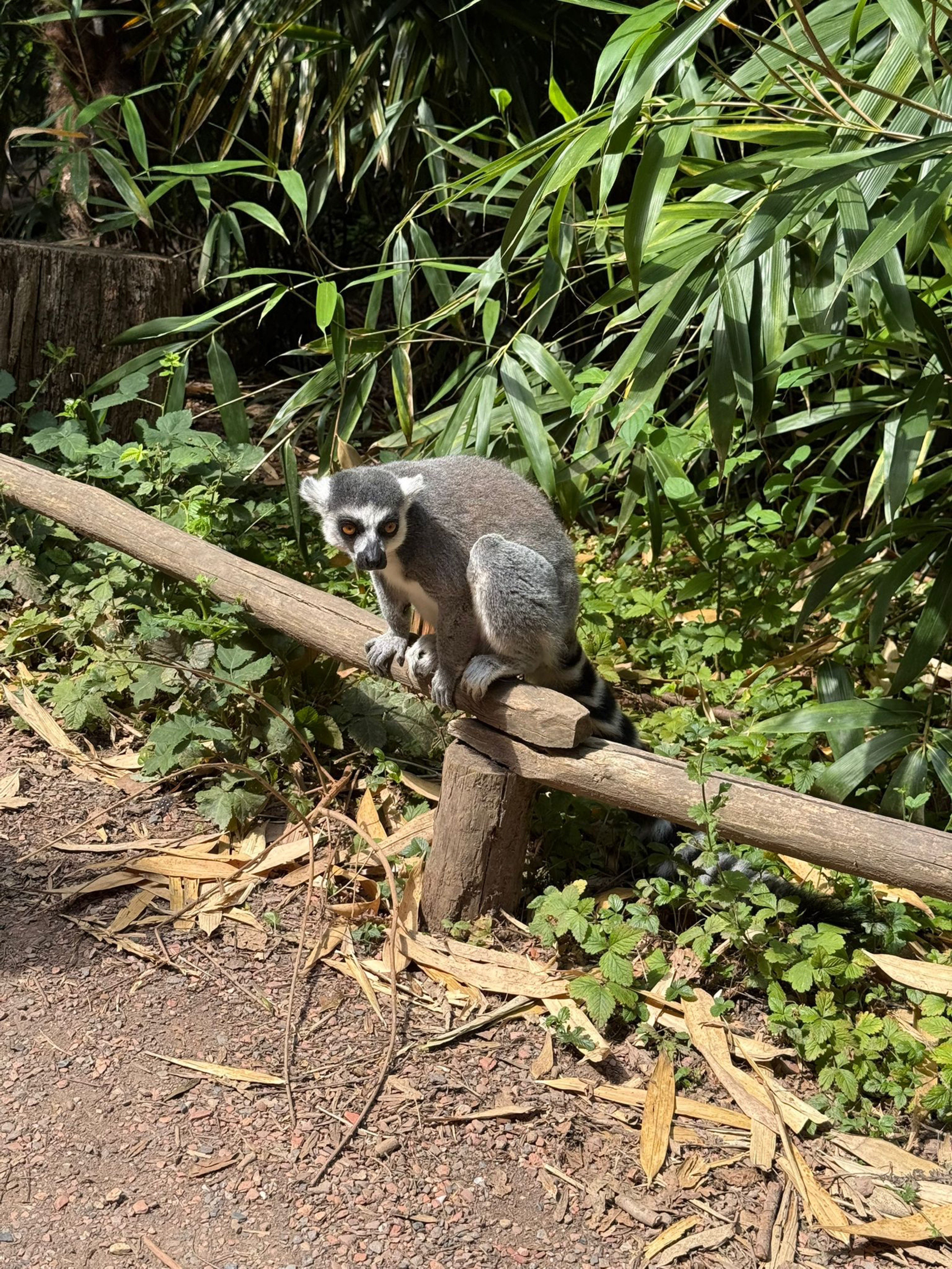 huis naar avifauna