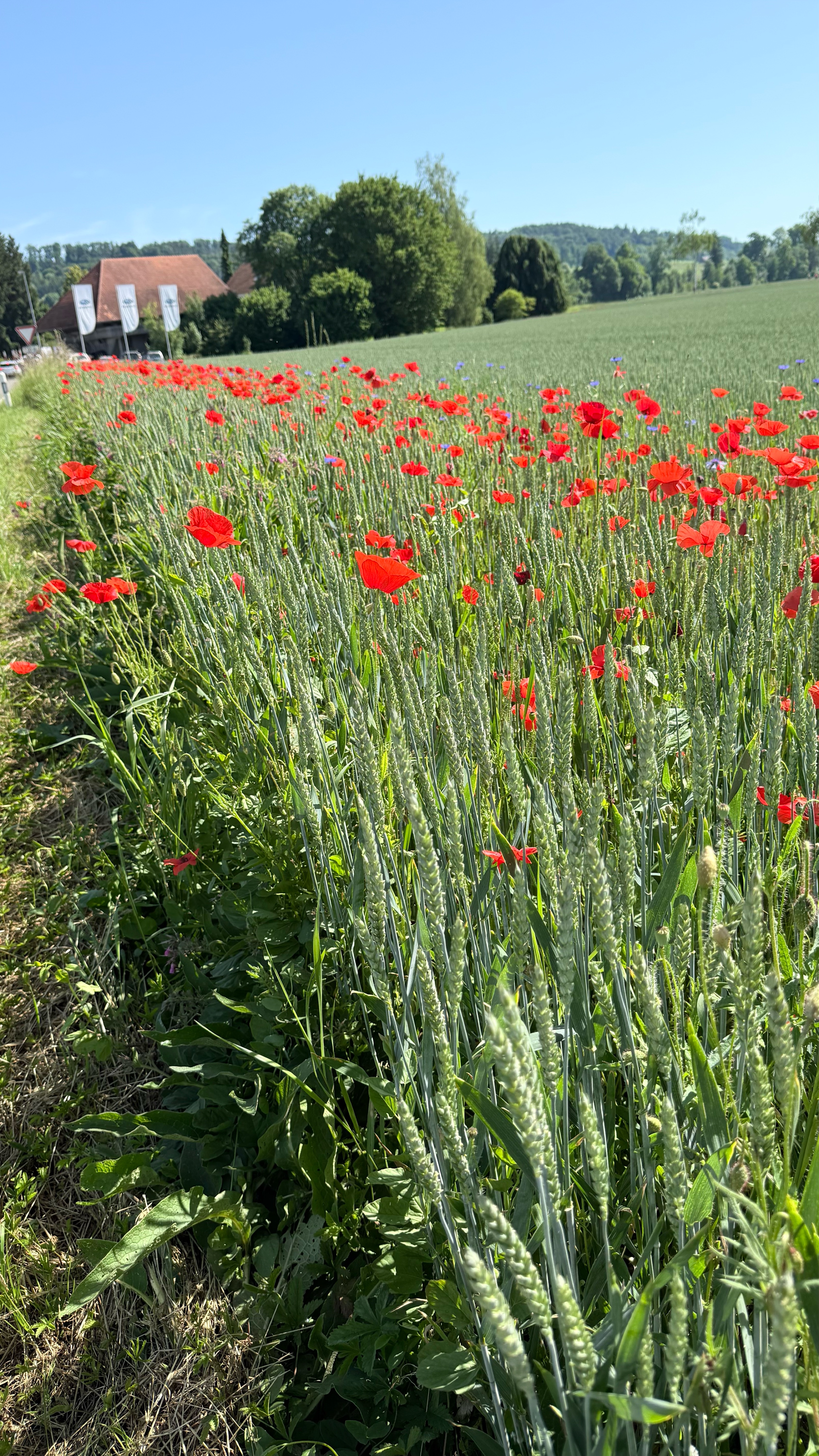Photo 7 of the Bikemap route "Schöne Unterseerunde"