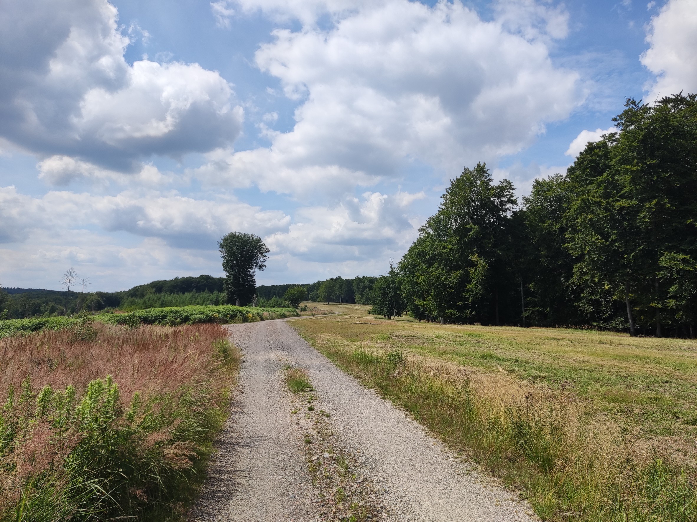 Foto 7 de la ruta de Bikemap "MTB-Tour 🚴 Oeventrop, Uentrop, Gut Wichel, Schreppenberg, Breitenbruch, Möhnesee, Tor Haus, Neuhaus, Kreuz-Eiche, Herfweg, Glösinger Handweiser, Oeventrop." Foto 7 de la ruta de Bikemap "MTB-Tour 🚴 Oeventrop, Uentrop, Gut Wichel, Schreppenberg, Breitenbruch, Möhnesee, Tor Haus, Neuhaus, Kreuz-Eiche, Herfweg, Glösinger Handweiser, Oeventrop."