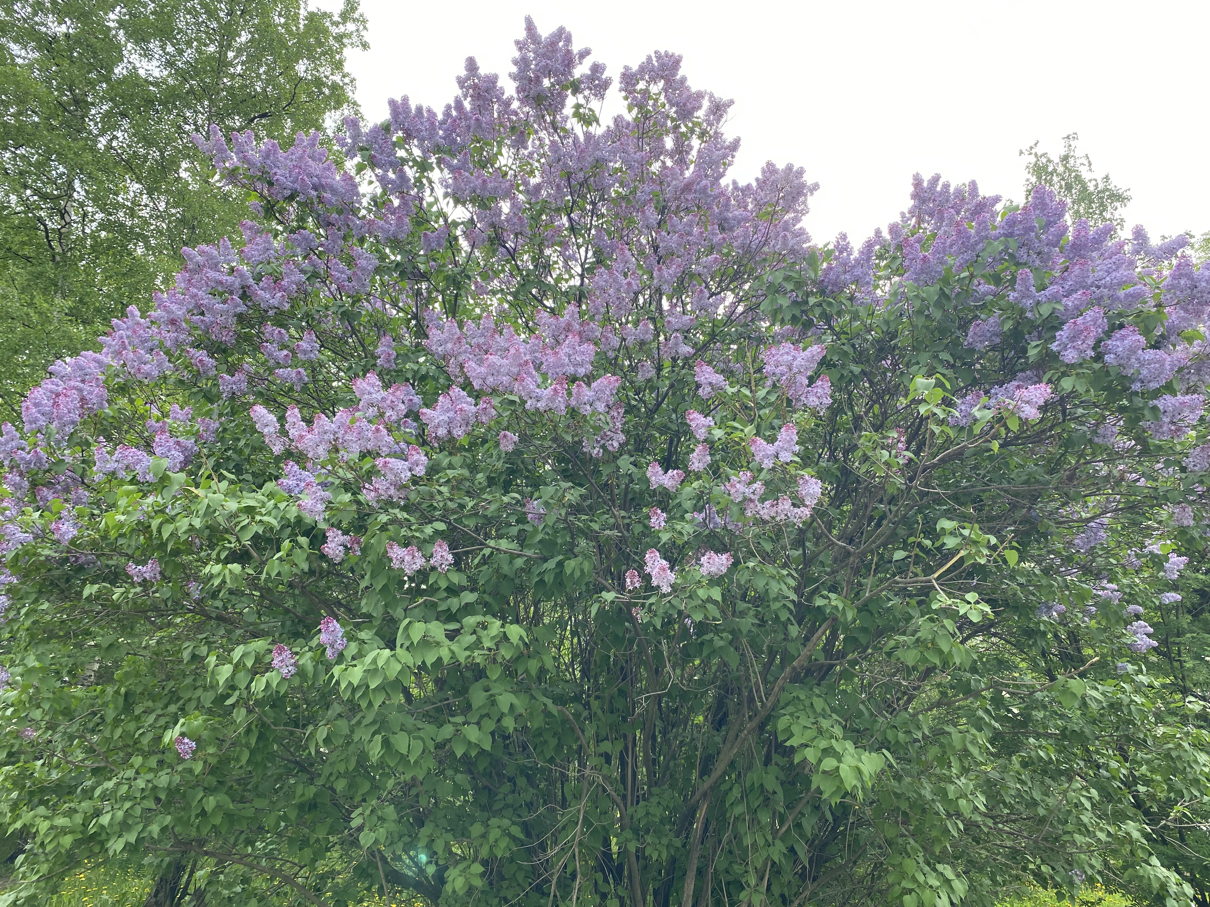 Лососинское шоссе, Петрозаводск до Чистая улица, Петрозаводск