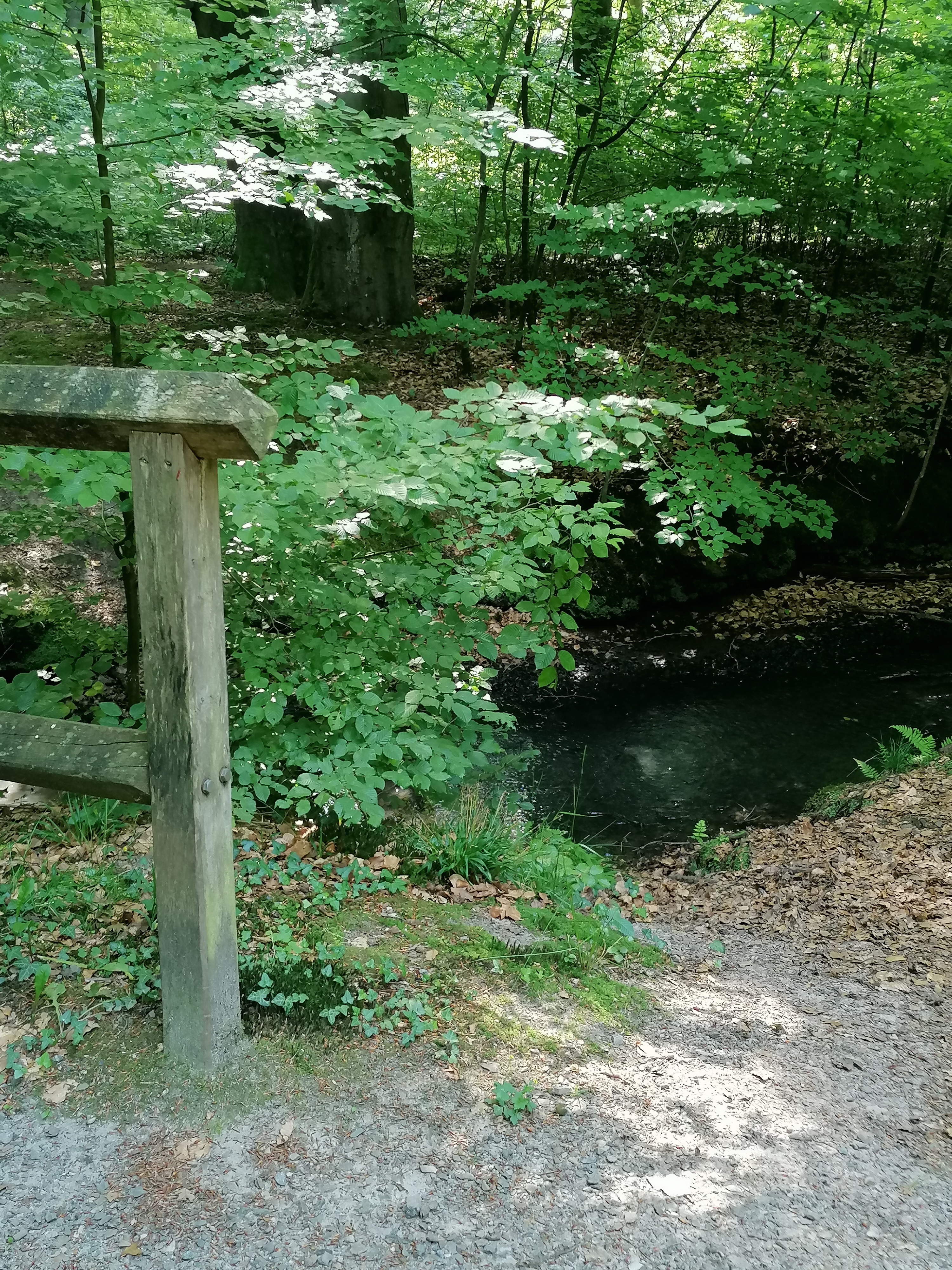 Sommer '25 Ochtum, Weser, Hunte und Wald