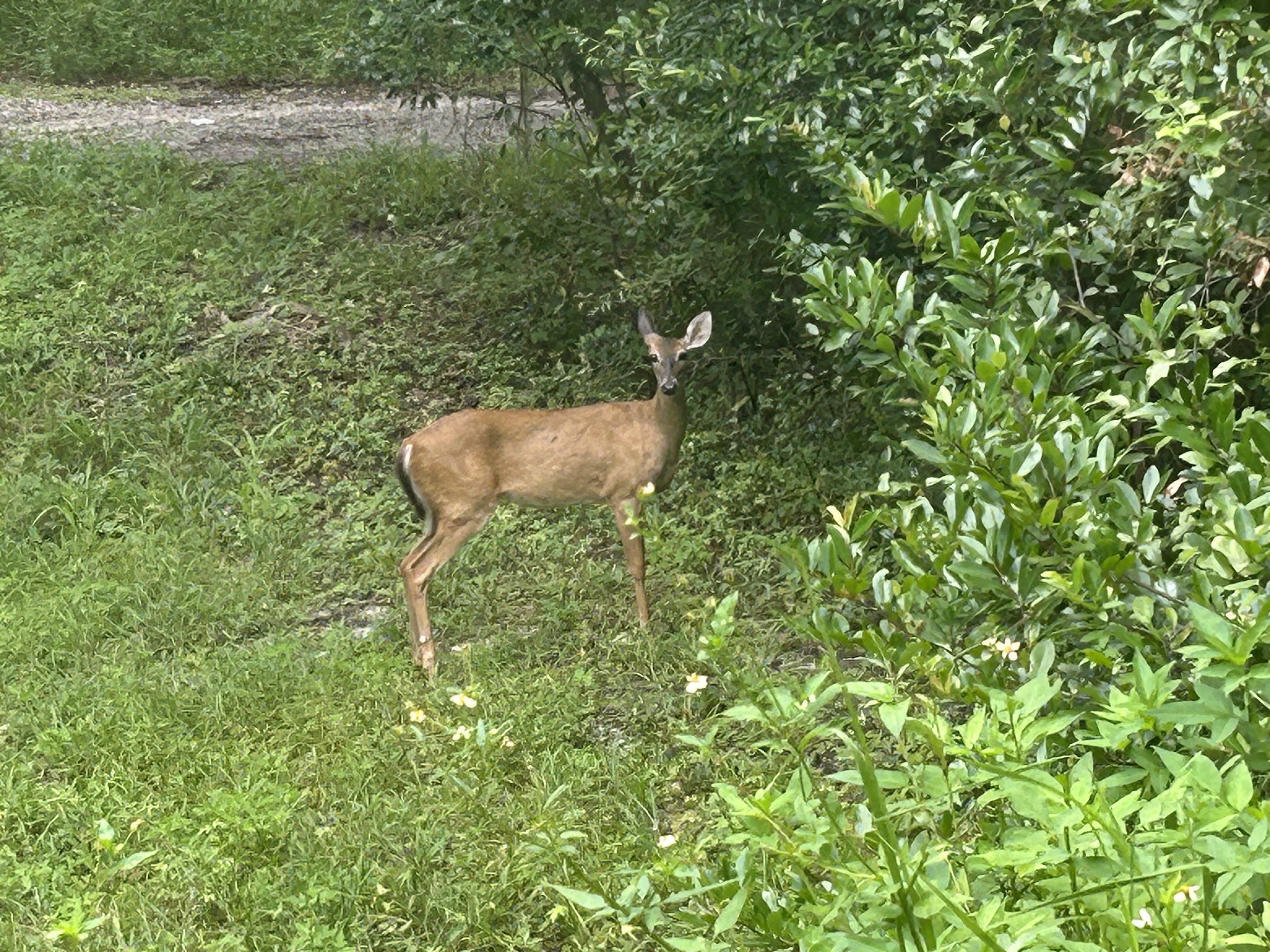 Withlacoochee State Trail, Floral City to Withlacoochee State Trail, Brooksville