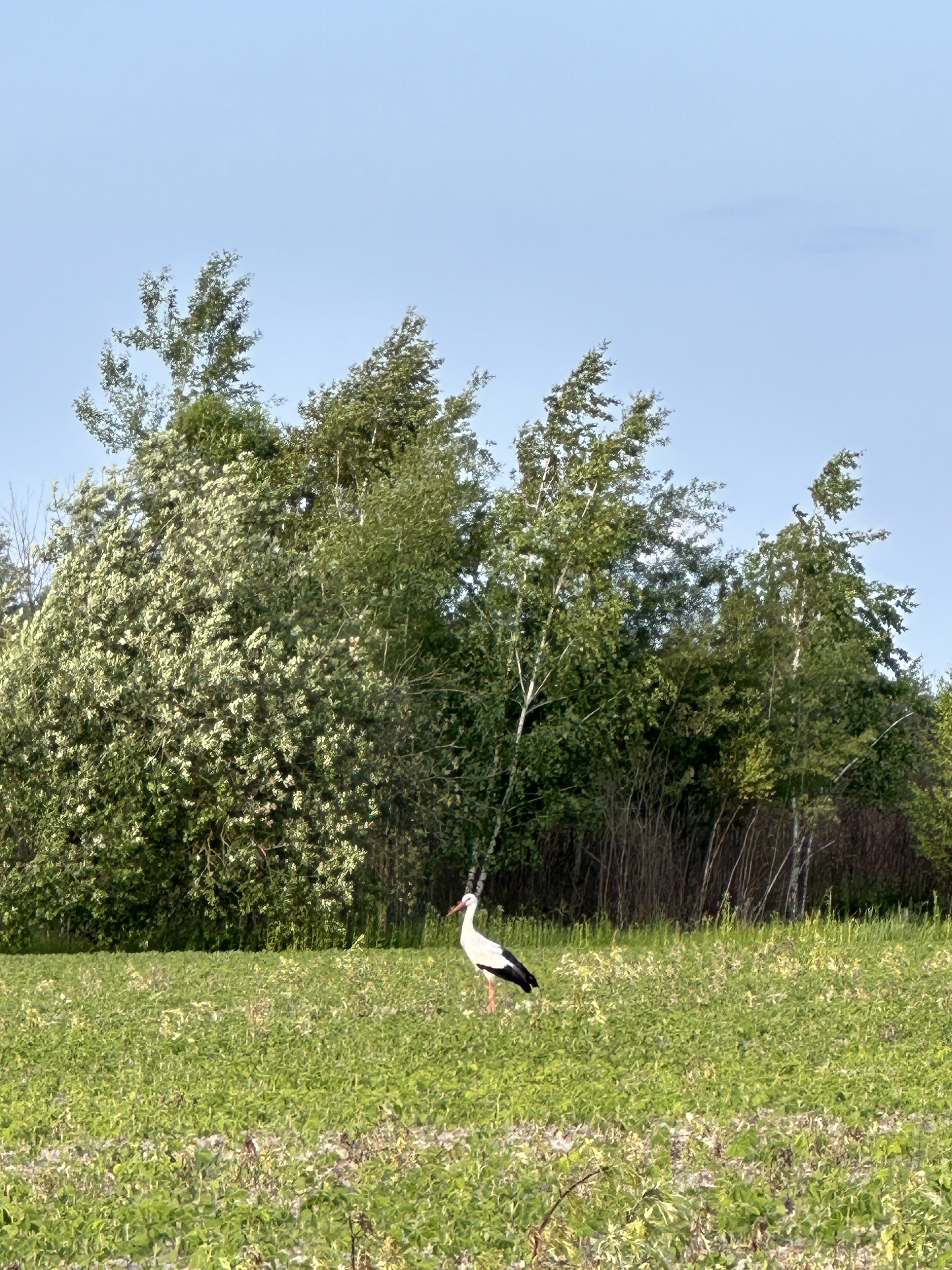 Sachenka Street, Korosten to Sachenka Street, Korosten