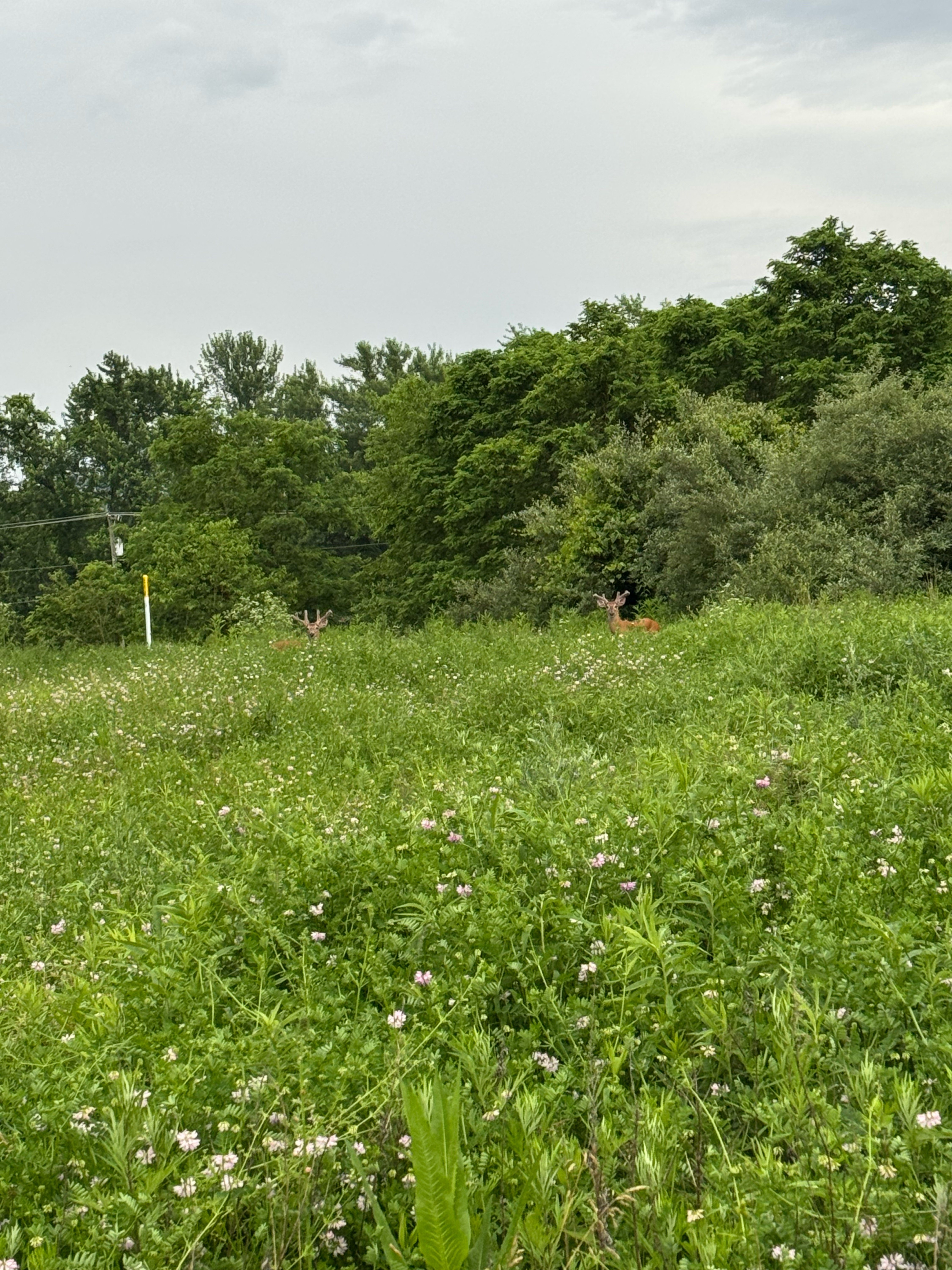 Photo 8 of the Bikemap route "Ohio River Scenic Byway, Steubenville to Woodmont Ave, Steubenville"