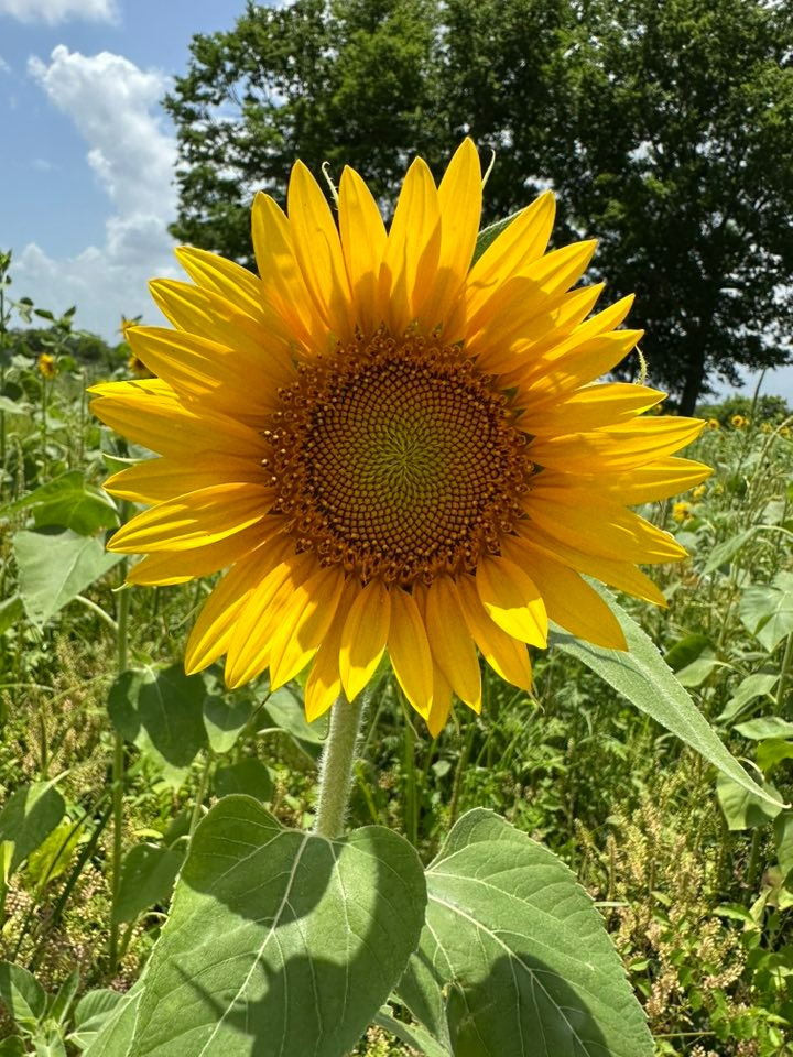 Sunflower Trail Loop