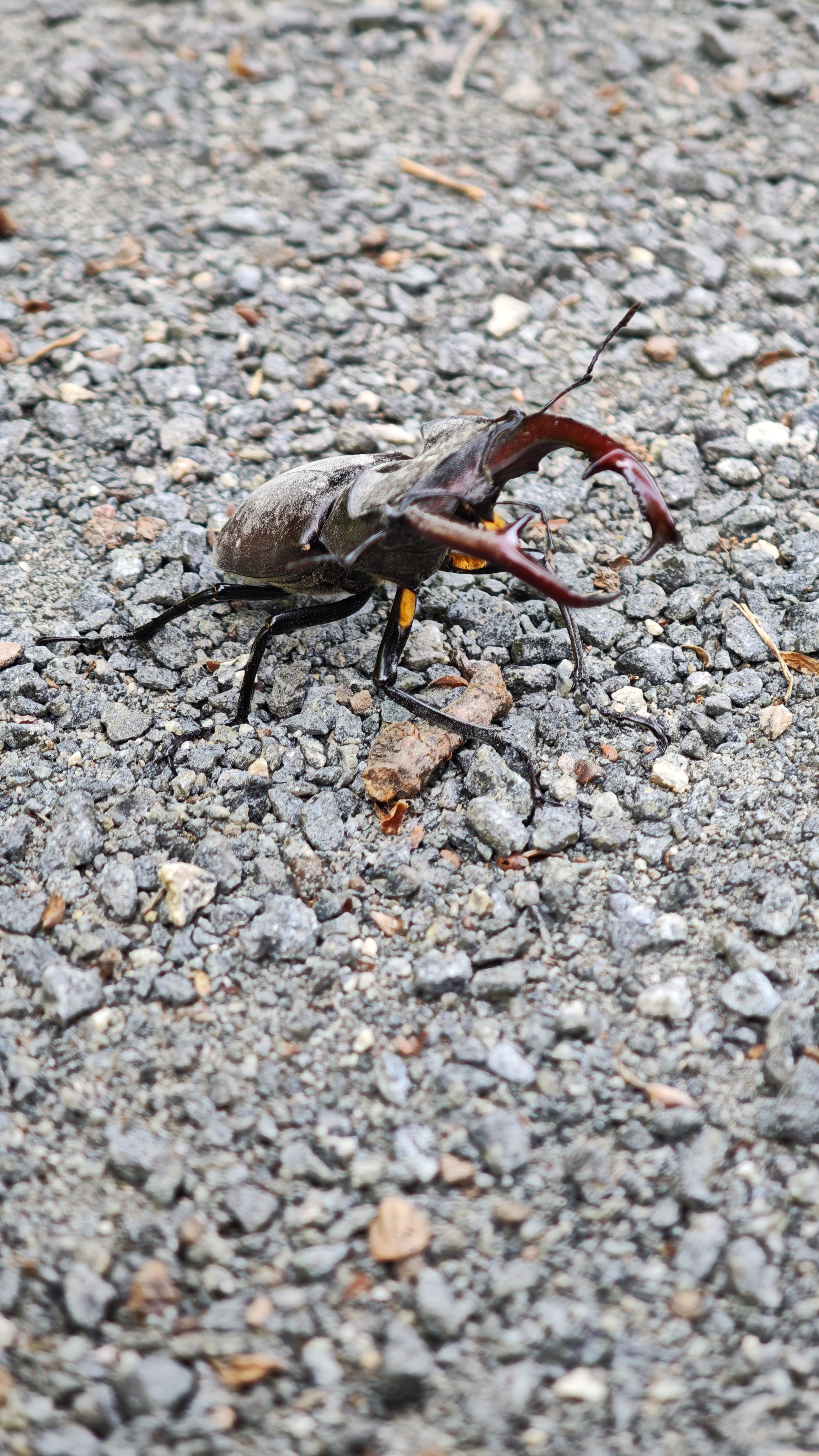 Foto 7 der Bikemap-Route "Langen - Goetheturm" Foto 7 der Bikemap-Route "Langen - Goetheturm"