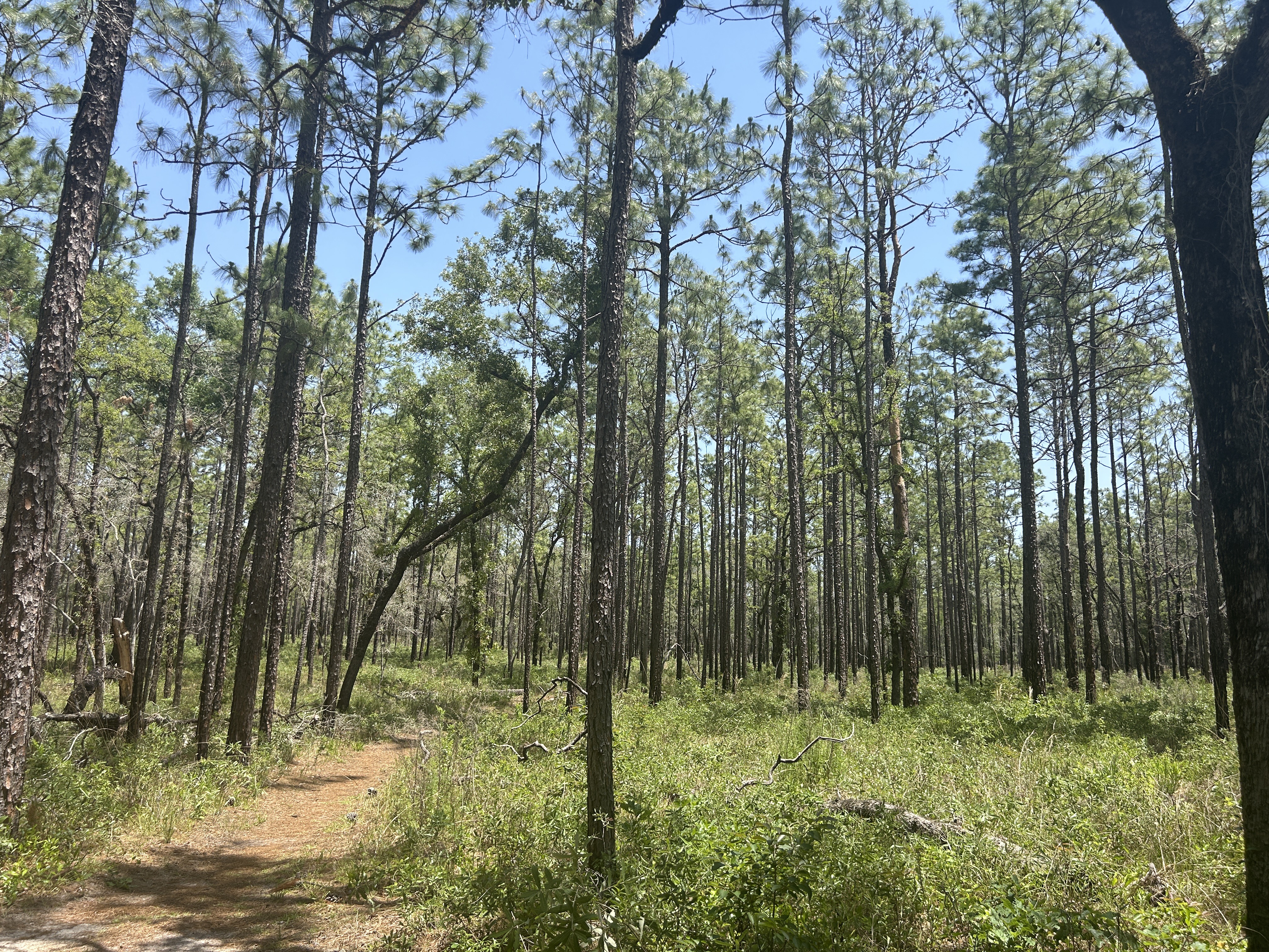 Croom Rital Rd, Brooksville to Croom Rital Rd, Brooksville
