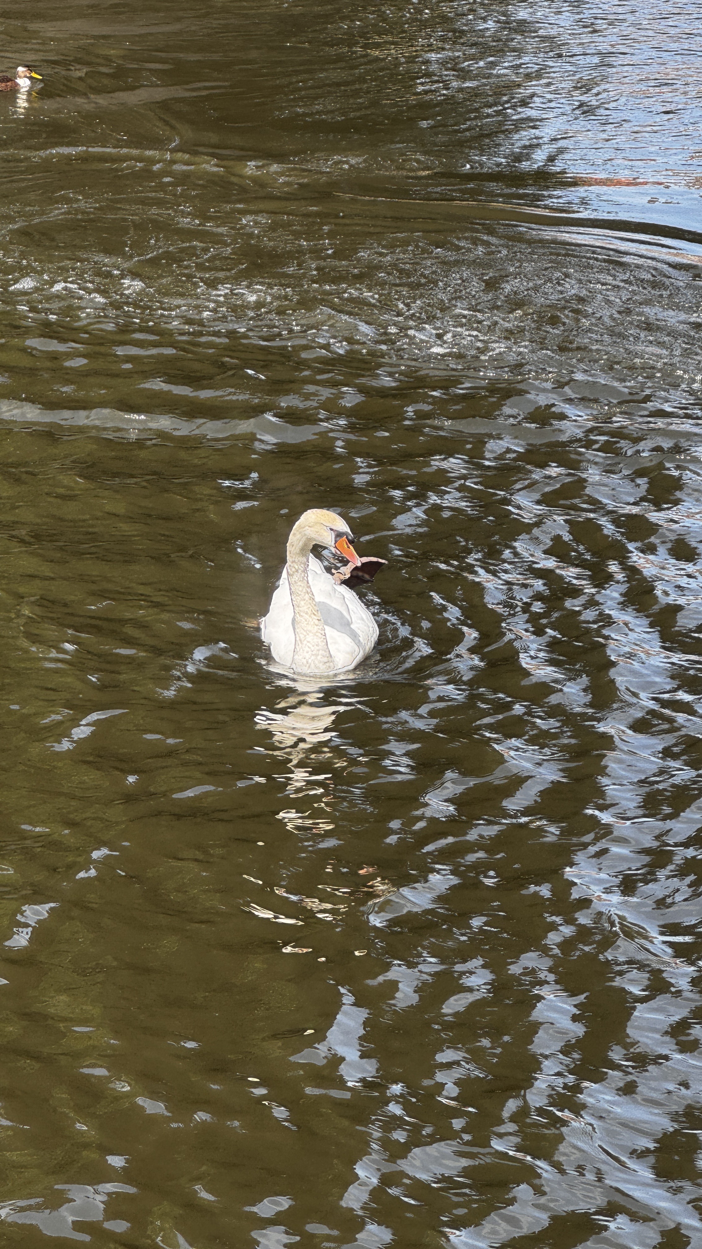 Photo 4 of the Bikemap route "Bargeweg, Bruges to Komvest, Bruges" Photo 4 of the Bikemap route "Bargeweg, Bruges to Komvest, Bruges"