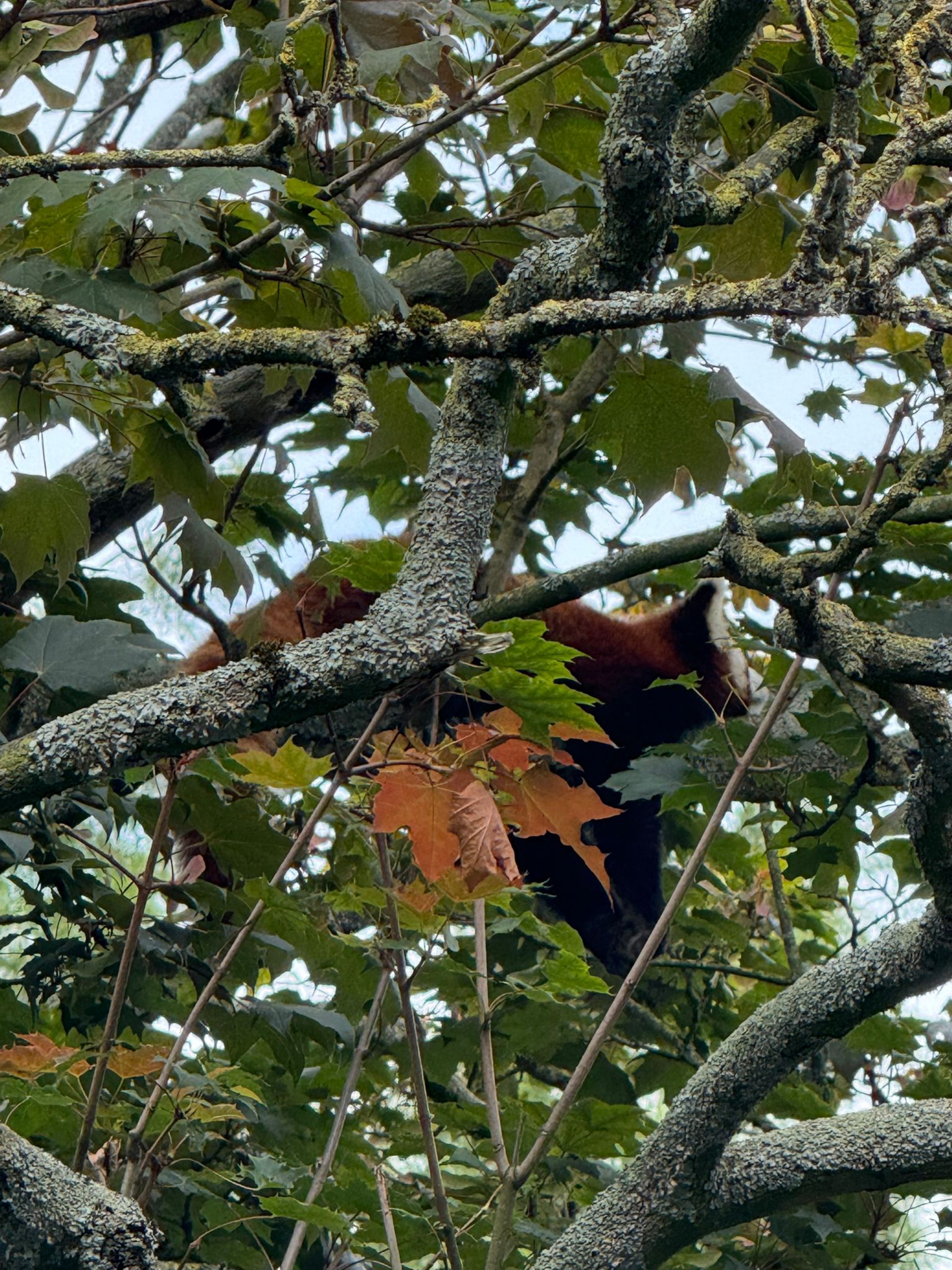 huis naar avifauna
