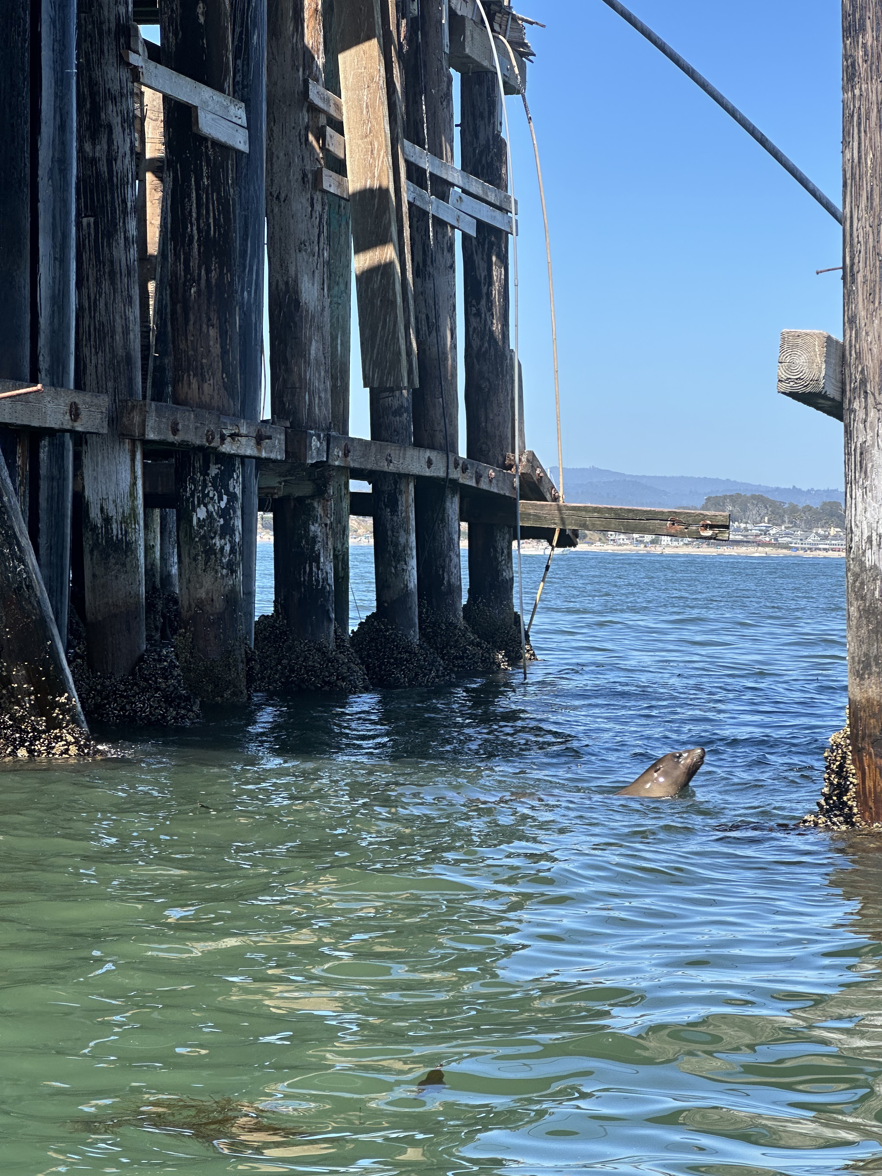 Santa Cruz to Santa Cruz