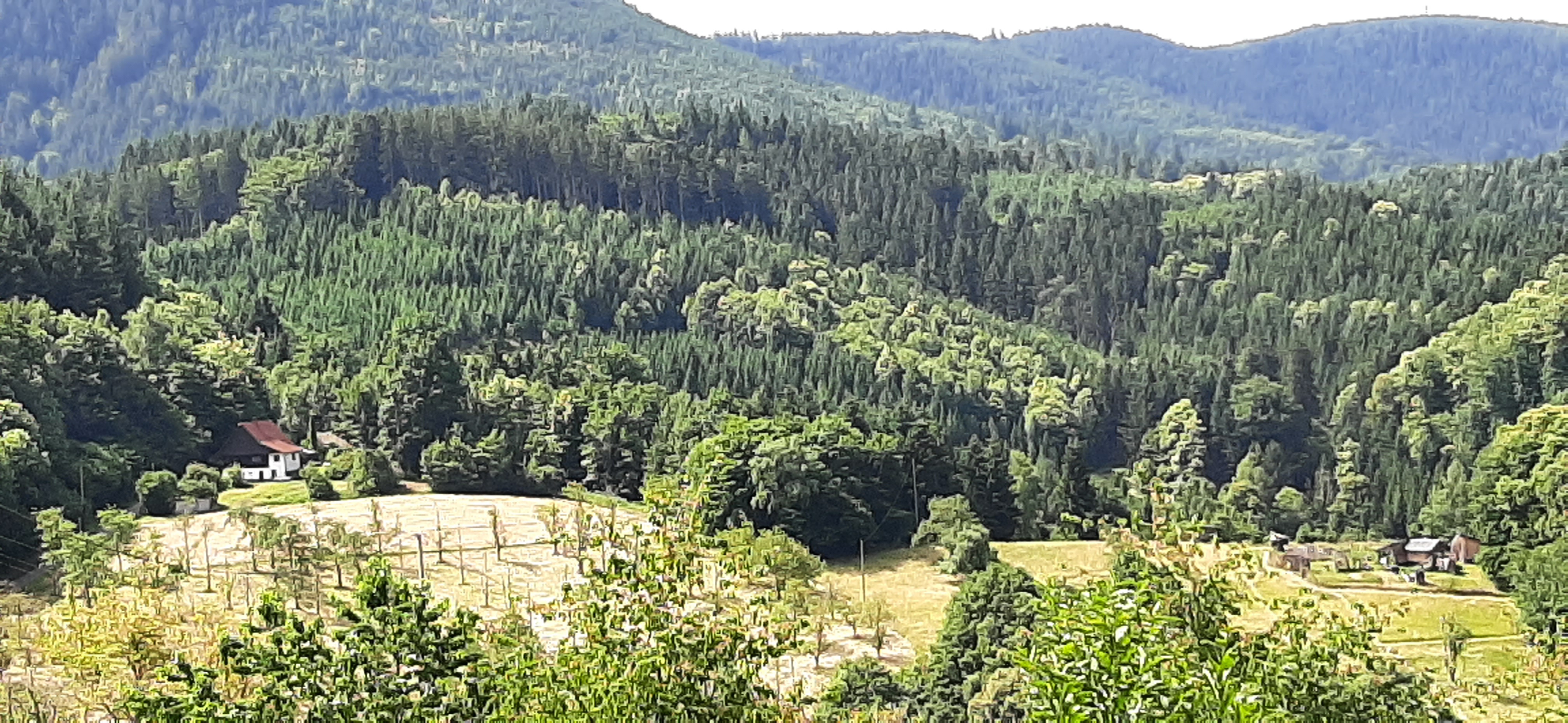 Photo 7 of the Bikemap route "Durbach / Weiler nach Moosenwaldkopf"