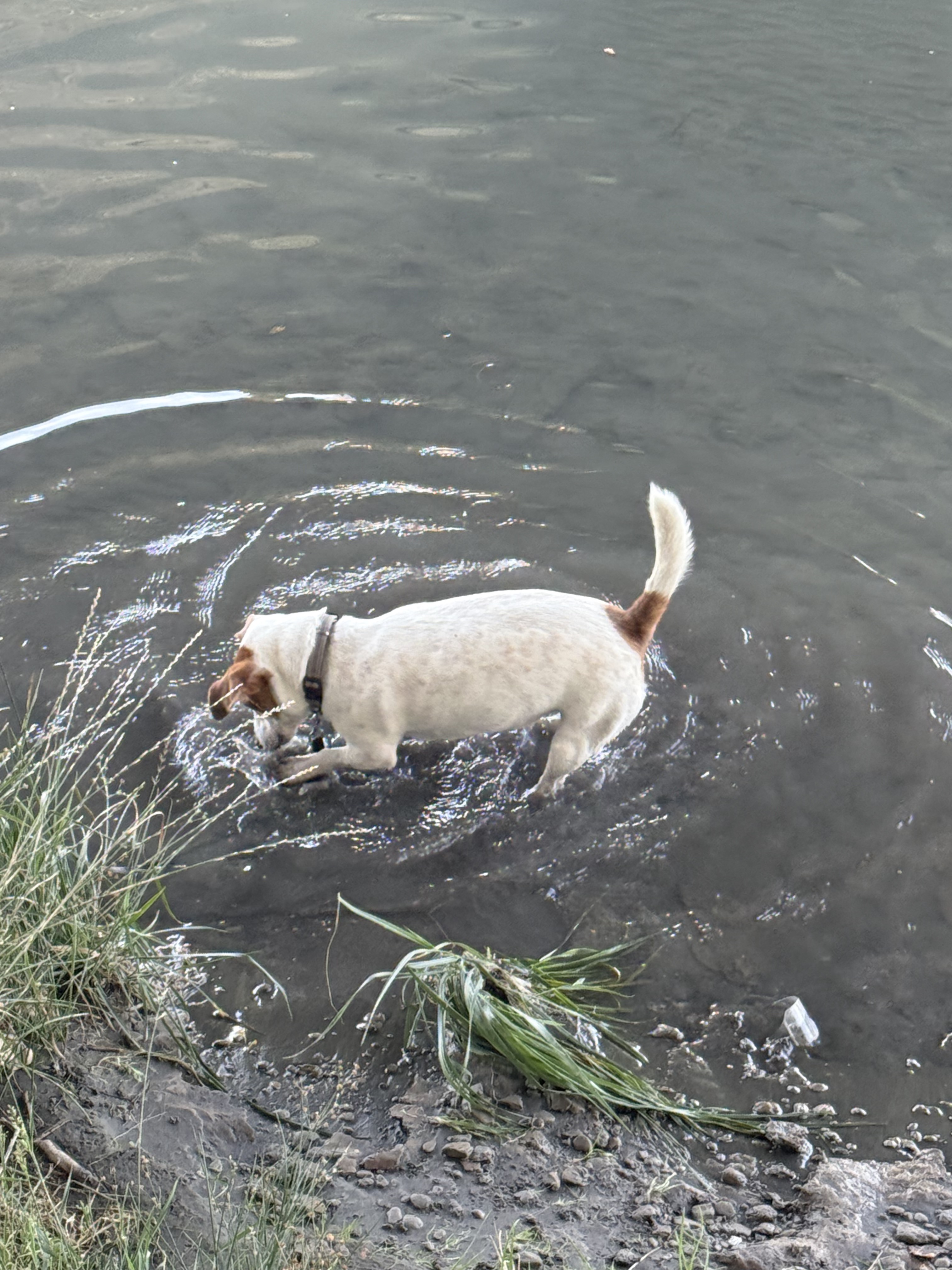 Foto 5 der Bikemap-Route "stadsmuren Avignon" Foto 5 der Bikemap-Route "stadsmuren Avignon"