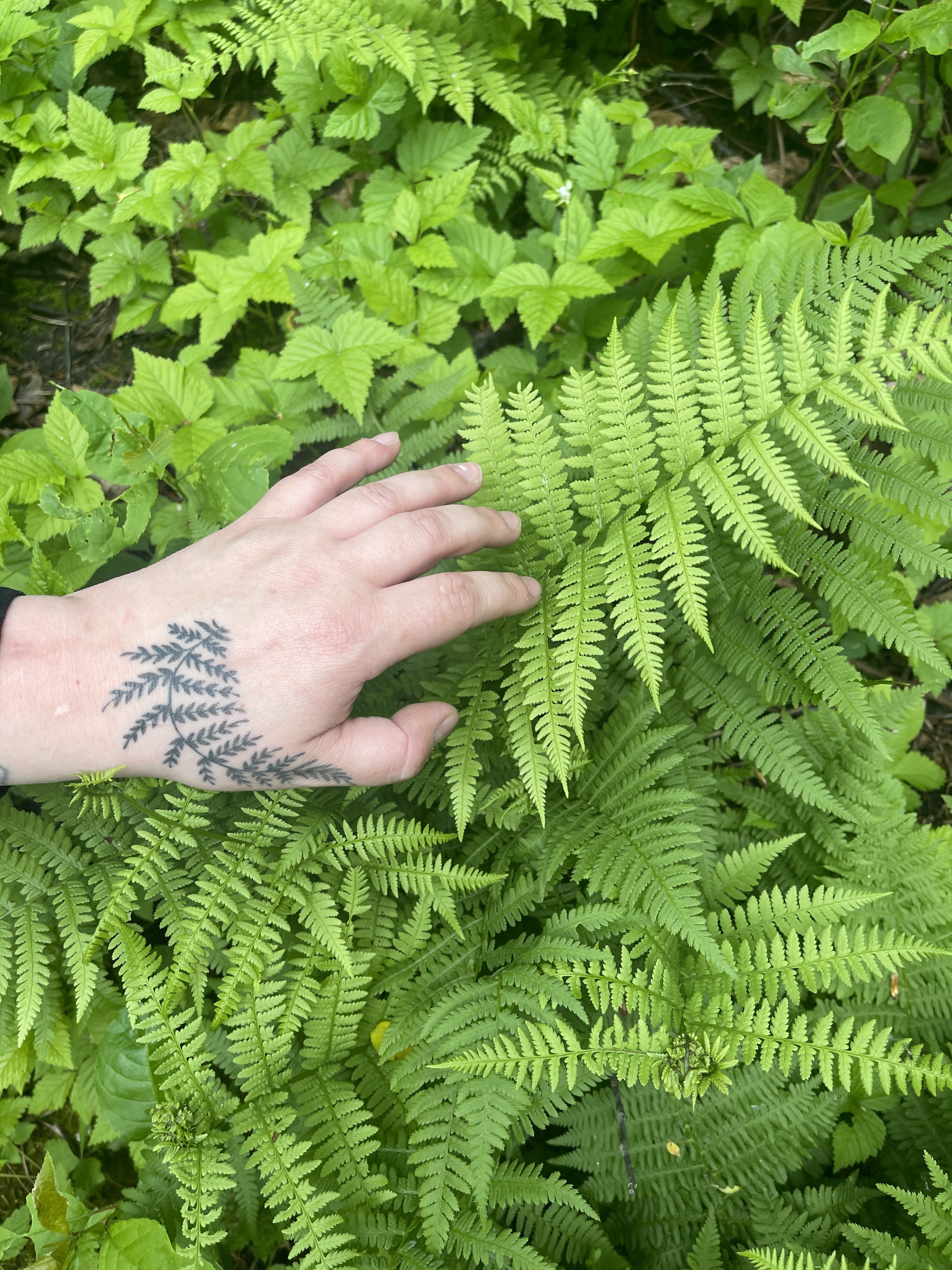 Route de Ste-Jean-Vianney, Saguenay à Shipshaw, Saguenay