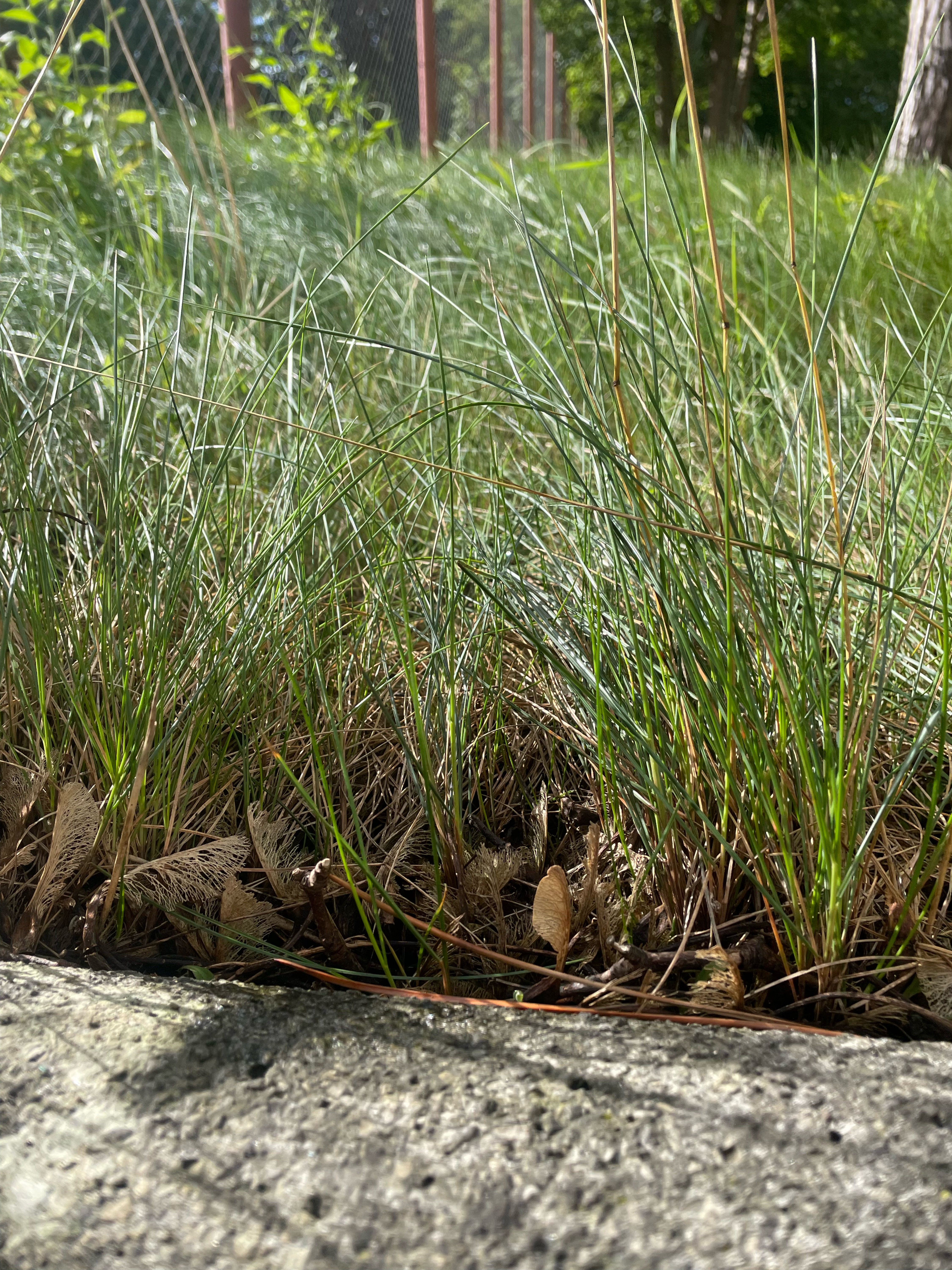 Z klawiatury w Klawisz, Koszalin