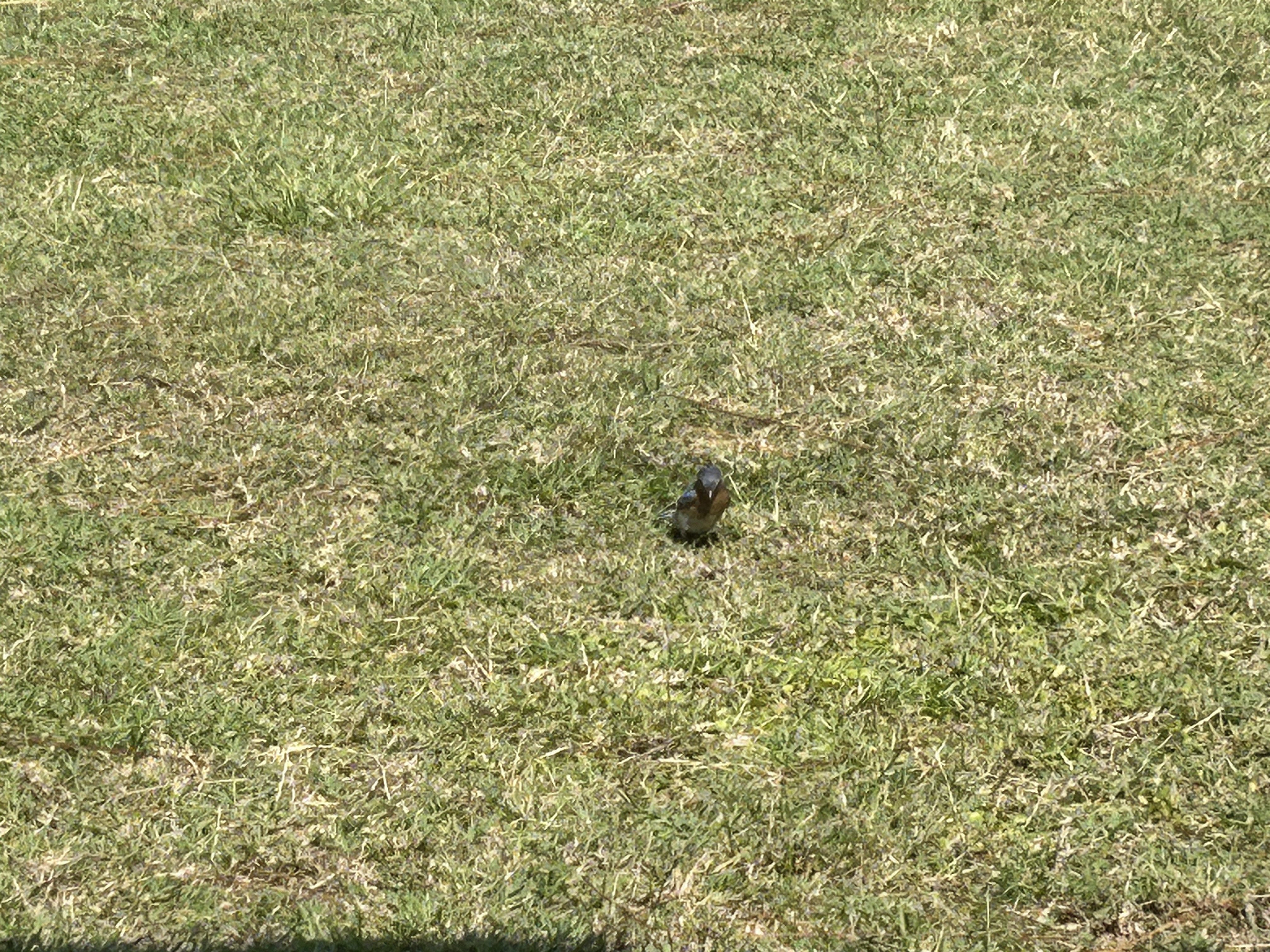 Suncoast Trail, Odessa to Wilderness Park Blvd, New Port Richey