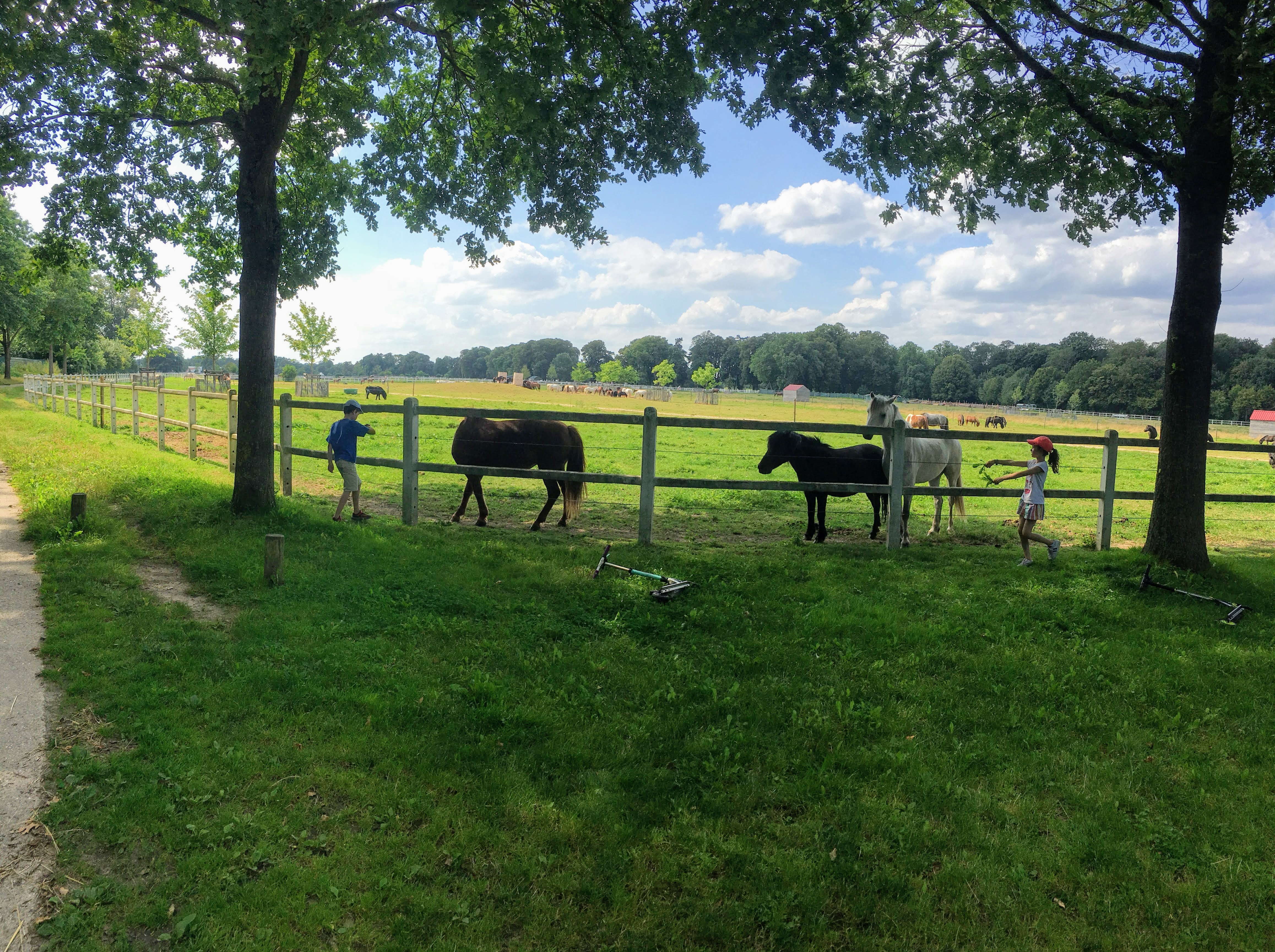 Des chênes 🌳et des chevaux 🐎