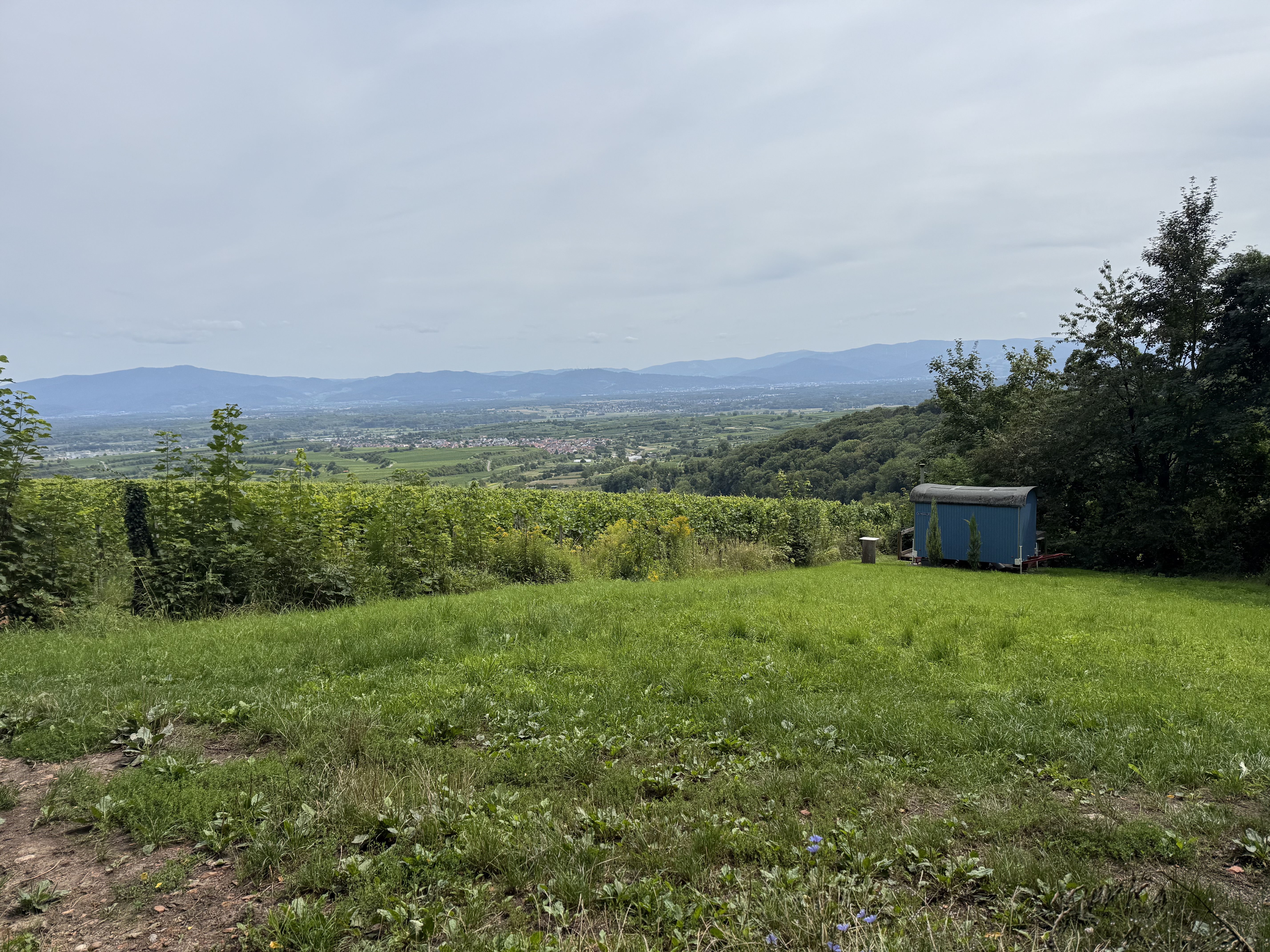 Photo 2 of the Bikemap route "Fohrenbergstraße, Ihringen nach Fohrenbergstraße, Ihringen" Photo 2 of the Bikemap route "Fohrenbergstraße, Ihringen nach Fohrenbergstraße, Ihringen"