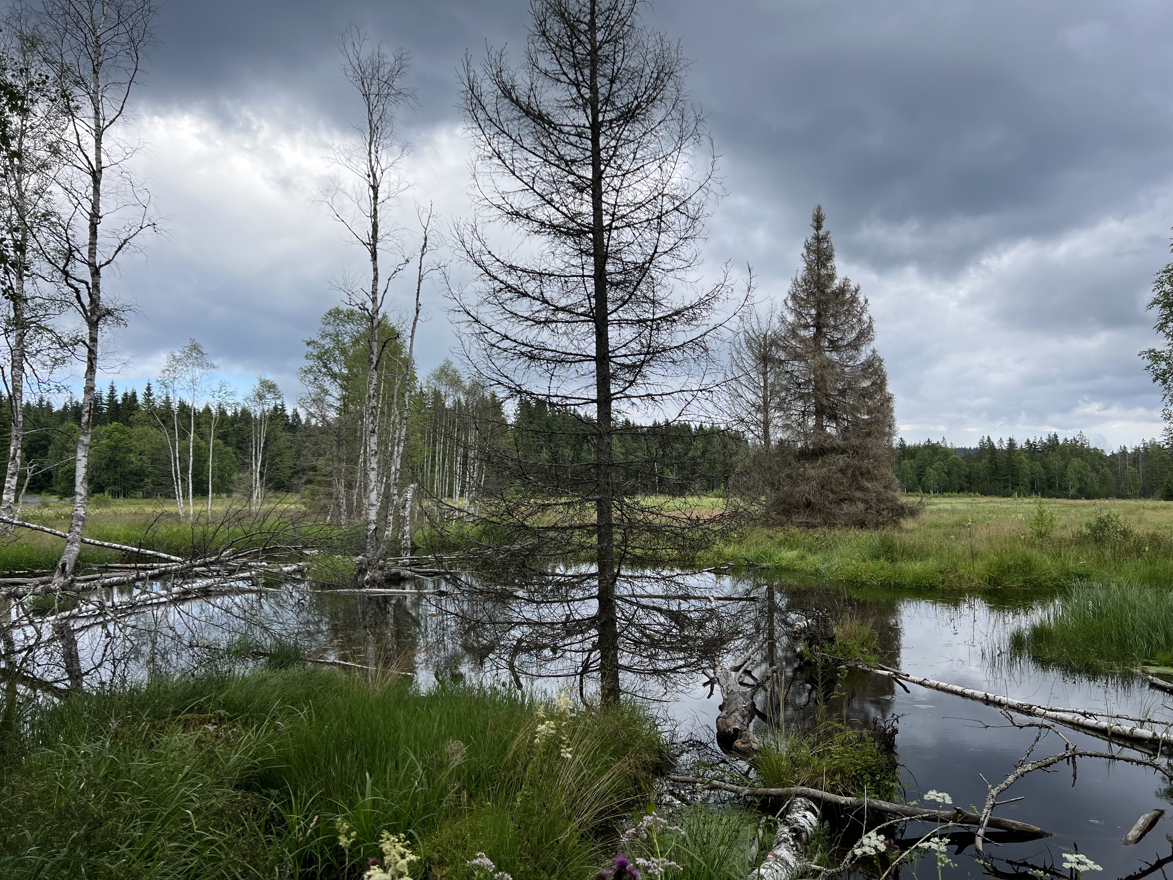 18.7. Kasperske h.-Renstejn-Srni-Modrava-Antygl-Kvilda-Horni Vltavice 58,7km-4:15hod-13.8km/hod-55.7max