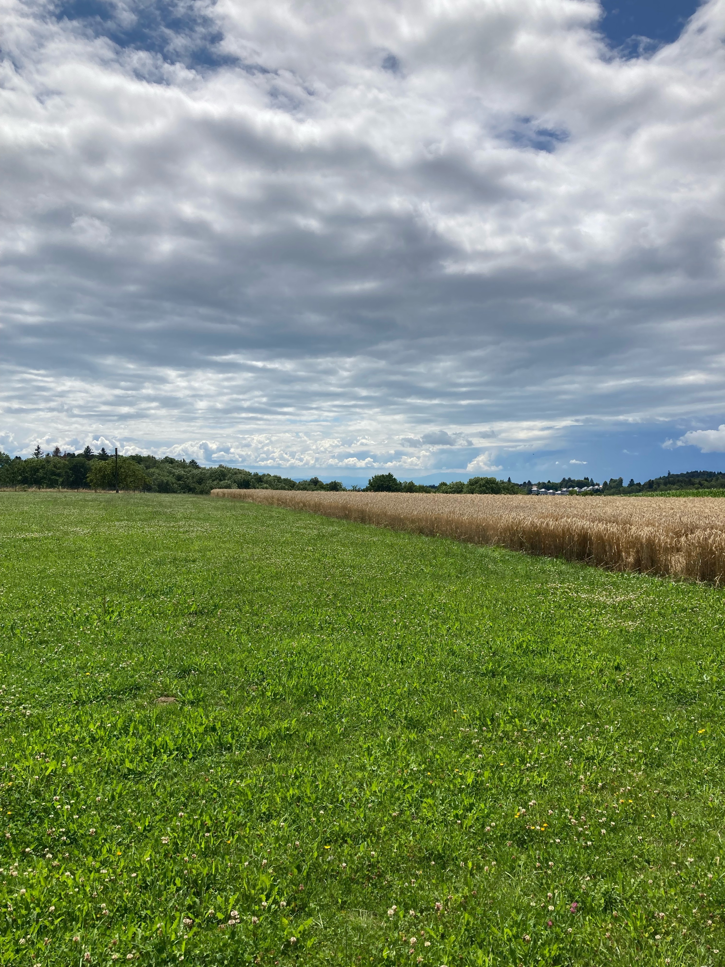 LS-Les Cullayes_2025.07.24