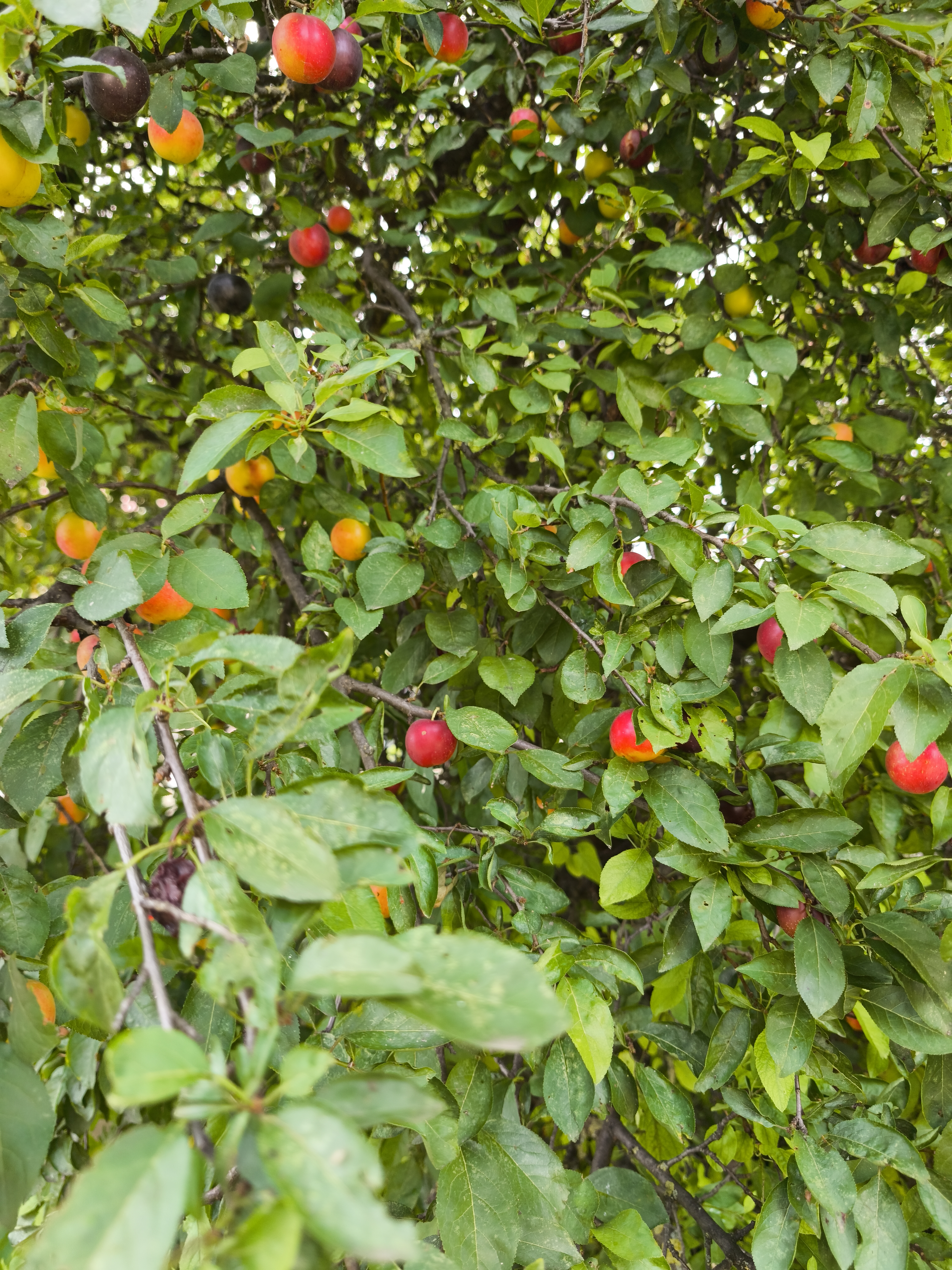 Csallóköz utca - Csallóköz utca