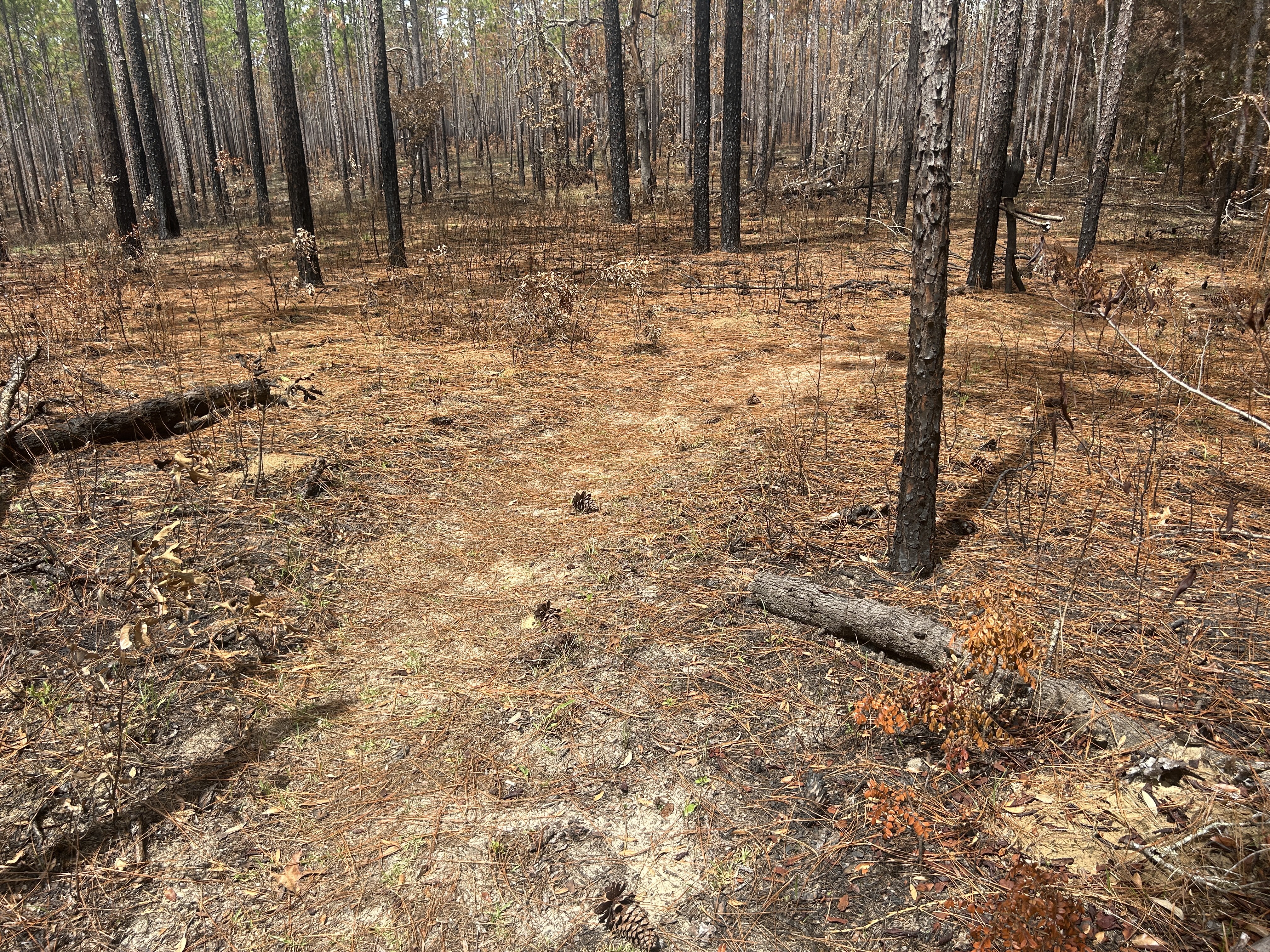 Croom Rital Rd, Brooksville to Withlacoochee State Trail, Brooksville