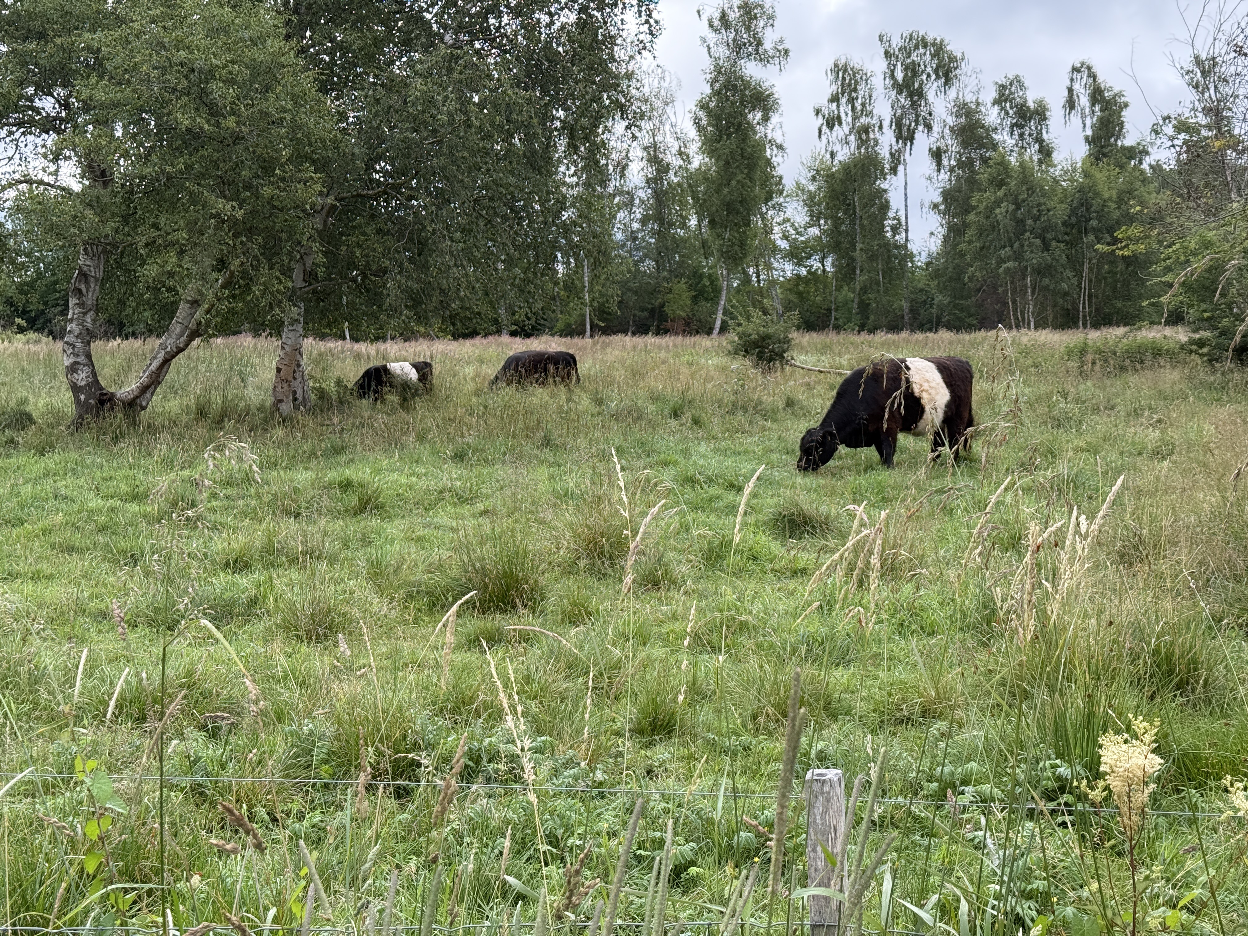 Viggo Barfoeds Allé, Ballerup to Digterparken, Ballerup