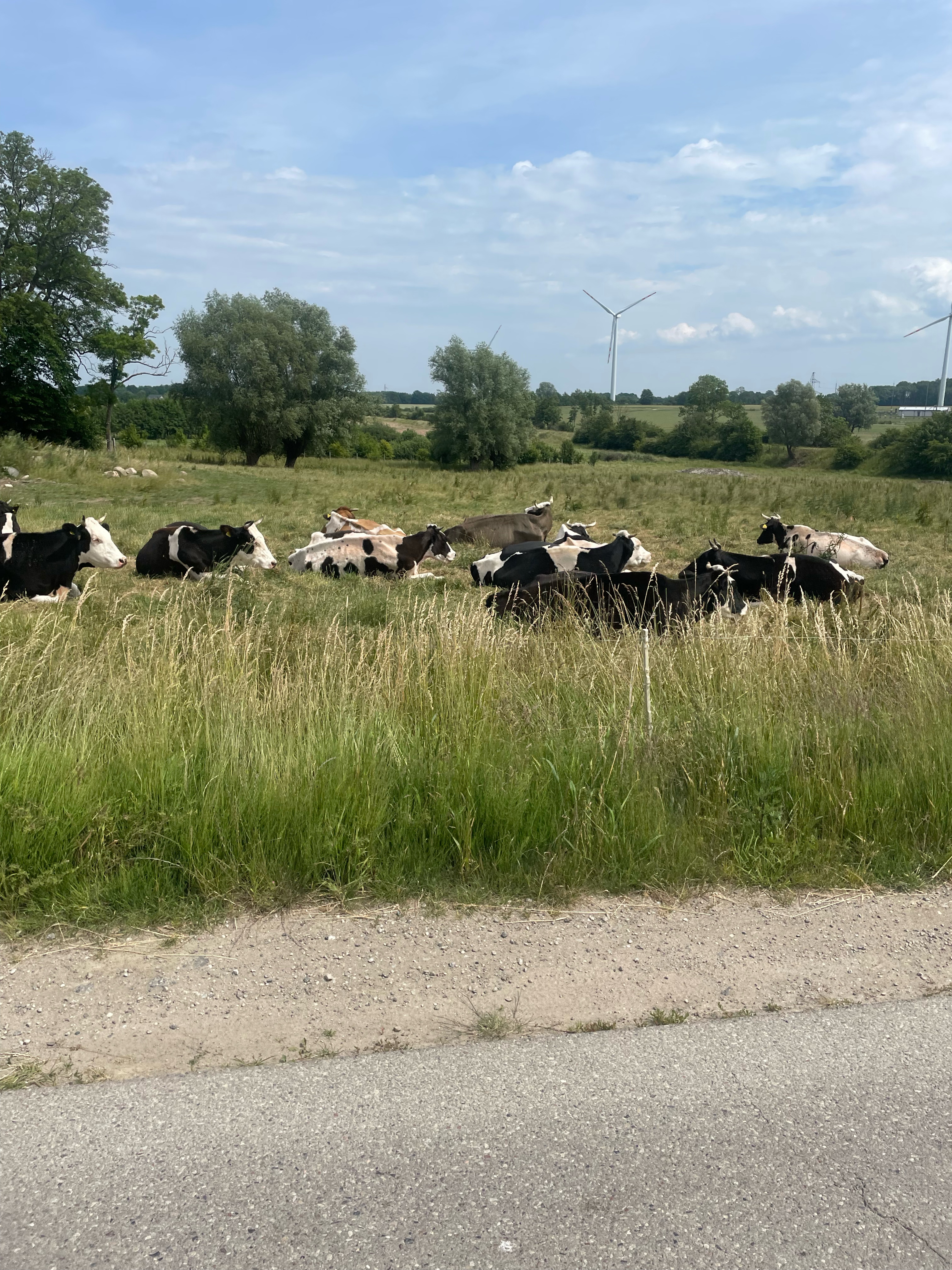 Rumiankowa, Siemianice to Rumiankowa, Siemianice