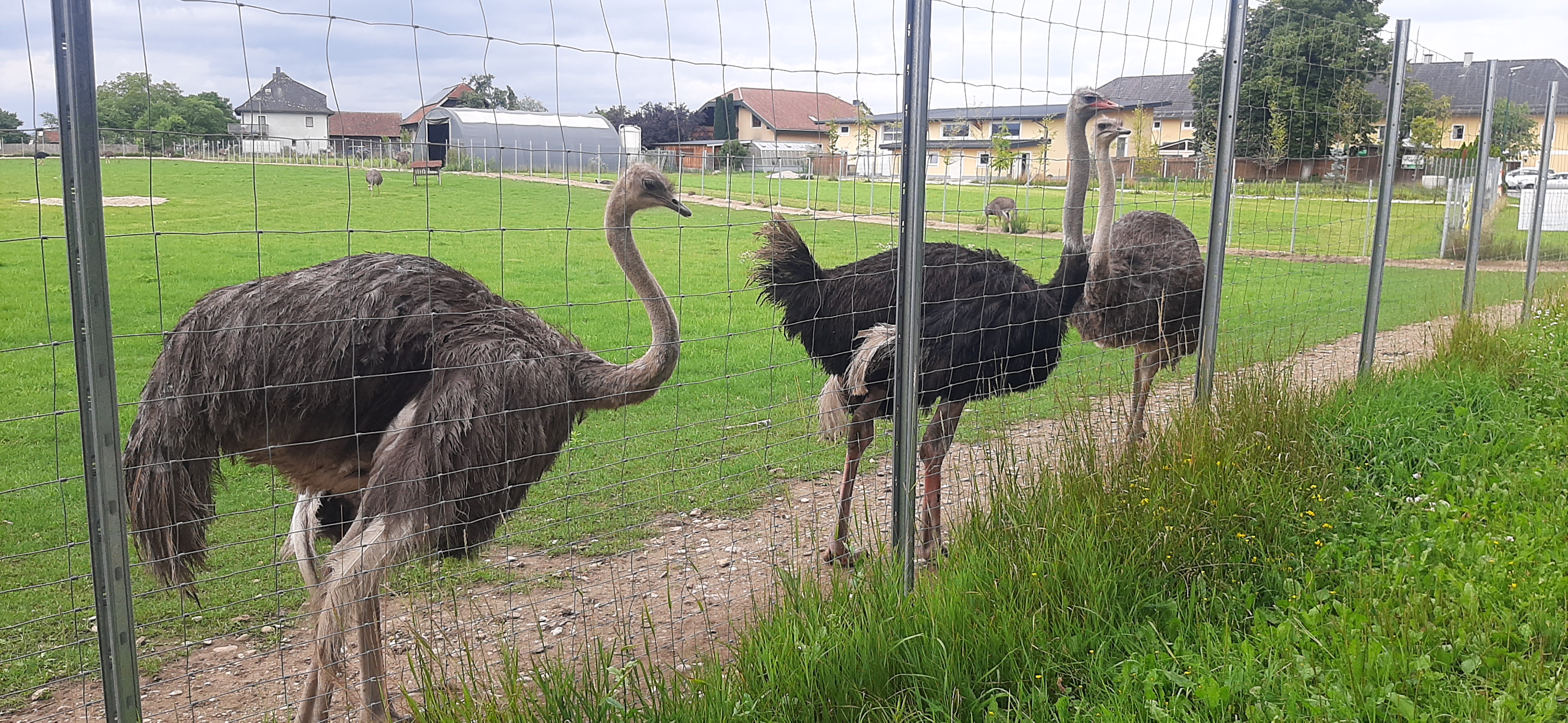 Zdjęcie 5 trasy Bikemap „stadlhof, Vogel Strauß und retour” Zdjęcie 5 trasy Bikemap „stadlhof, Vogel Strauß und retour”