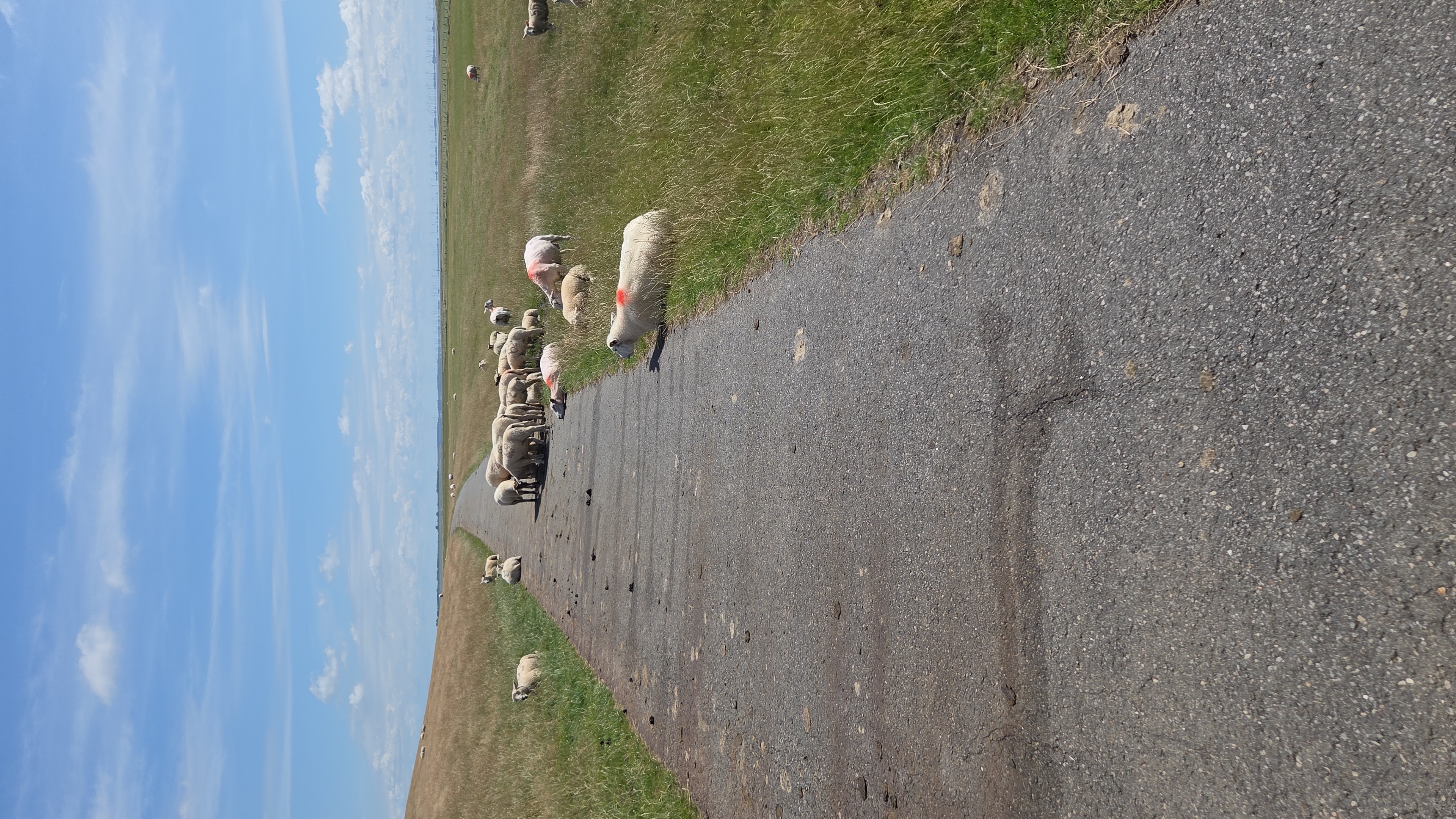 Photo 8 of the Bikemap route "Norderdeich nach Norderdeich"