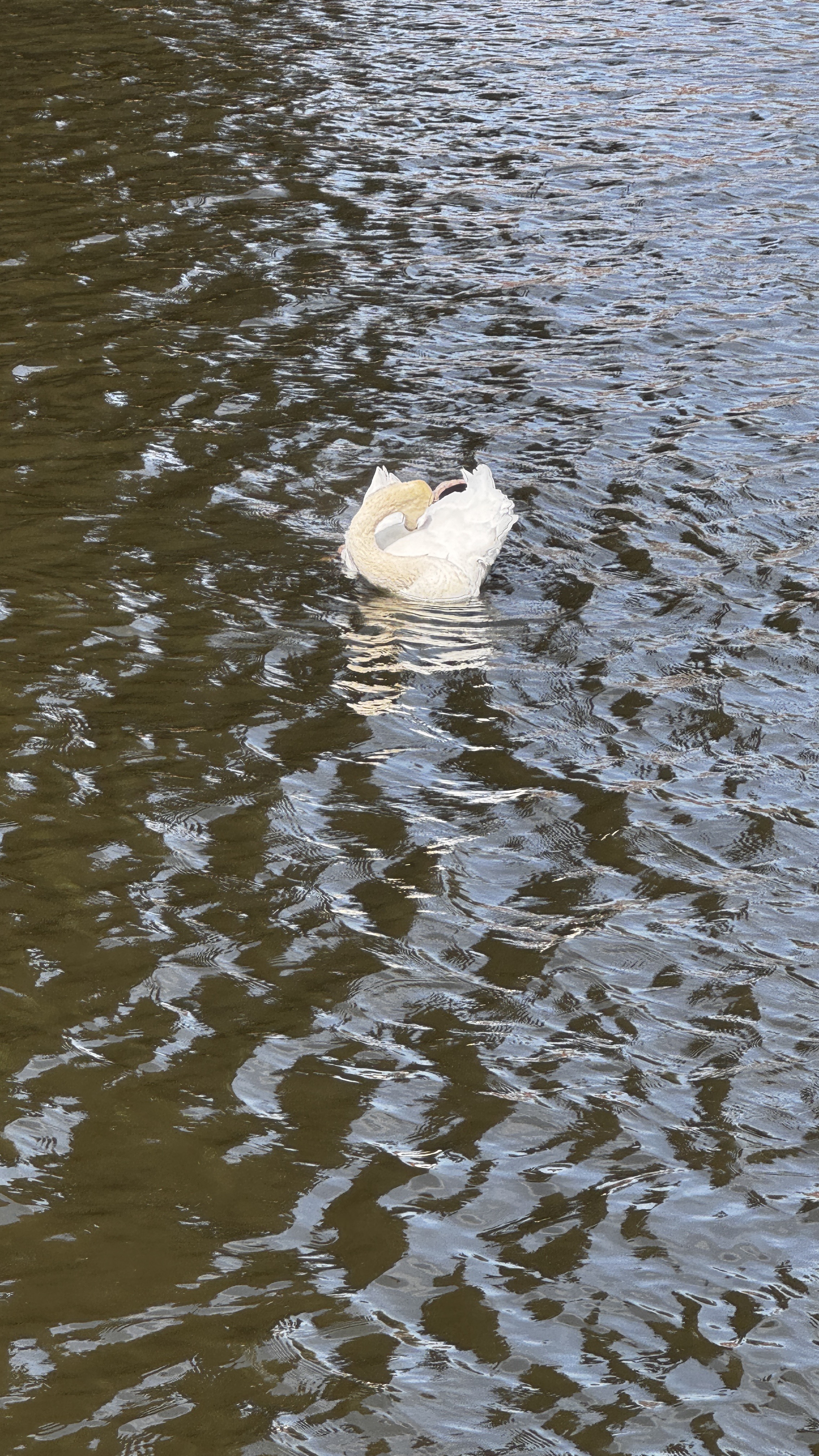 Photo 7 of the Bikemap route "Bargeweg, Bruges to Komvest, Bruges" Photo 7 of the Bikemap route "Bargeweg, Bruges to Komvest, Bruges"