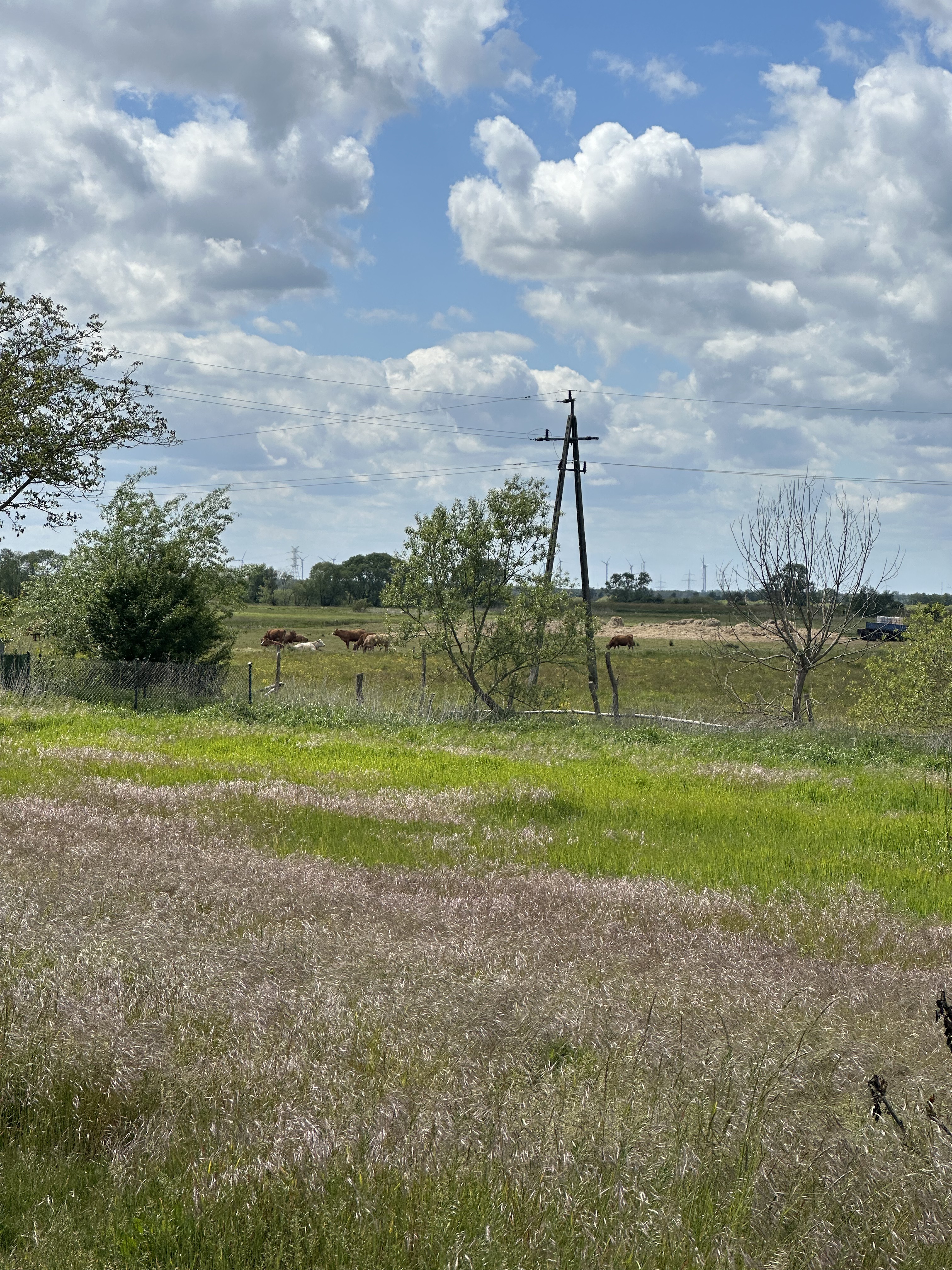 Photo 8 of the Bikemap route "Nowe Czarnowo, Пнєво do Zielona, Widuchowa"