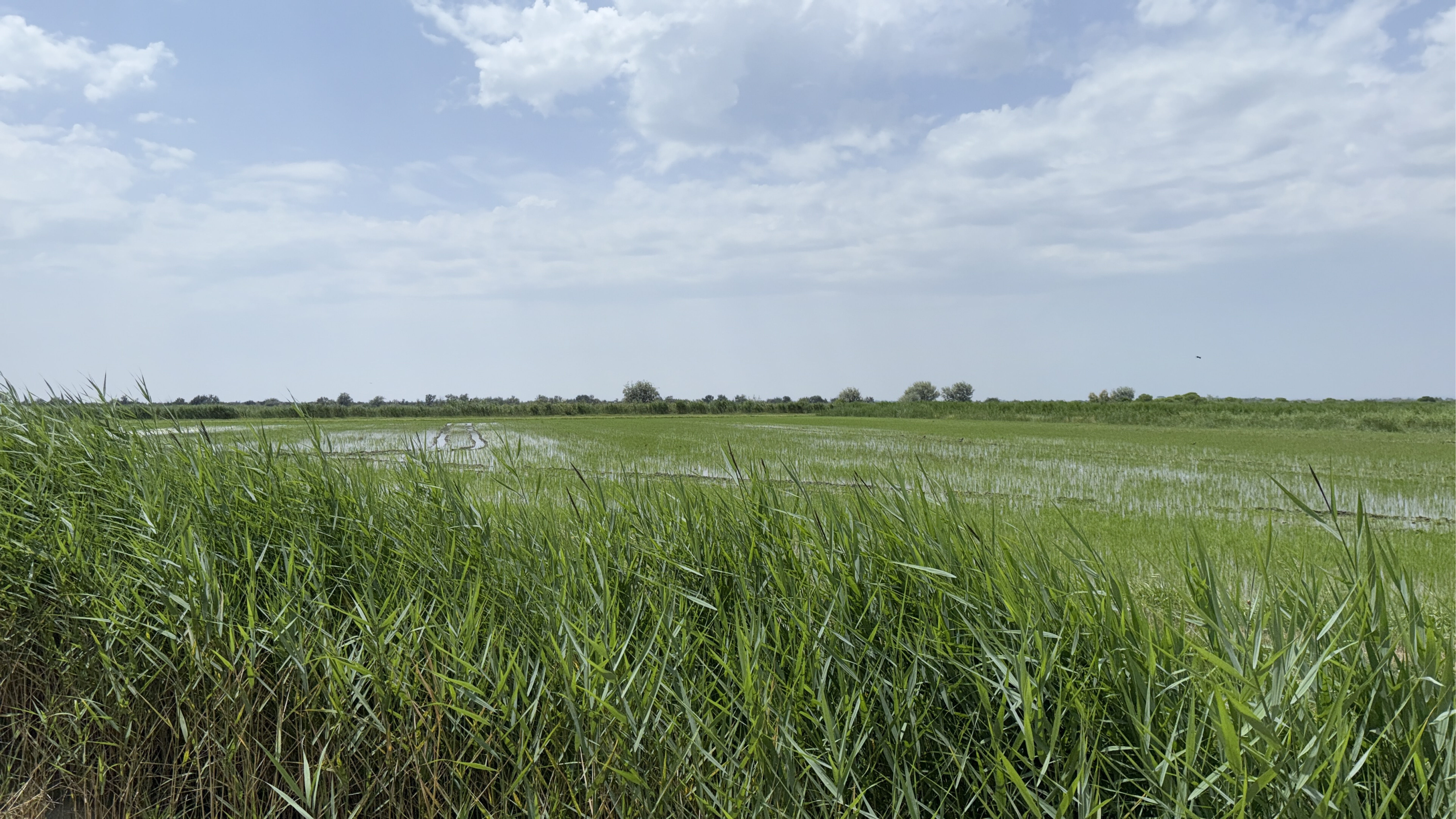 Chemin du Mas d'Agon, Arles nach Chemin du Mas d'Agon, Arles