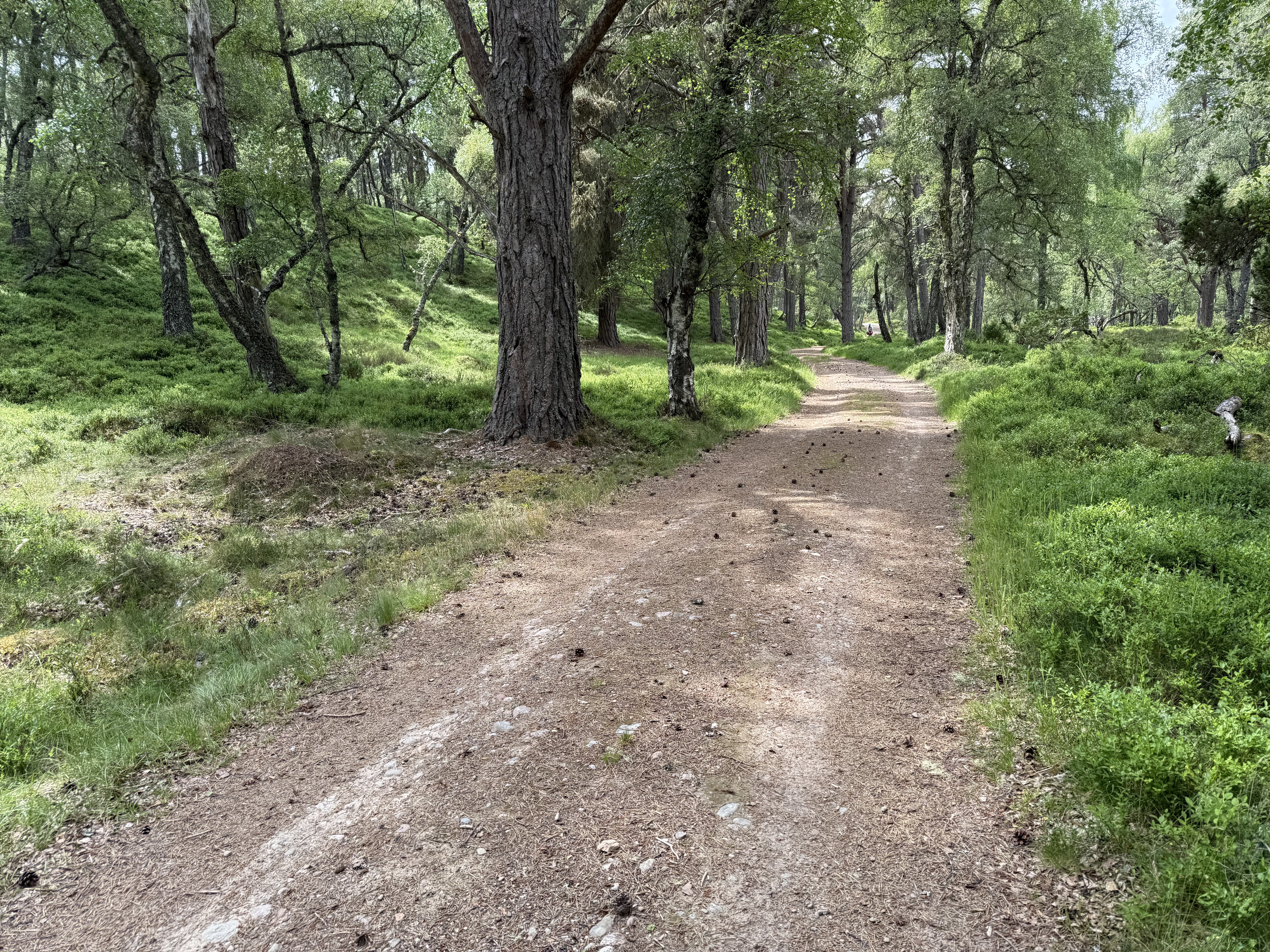 Myrtlefield, Aviemore to Rymore, Nethy Bridge