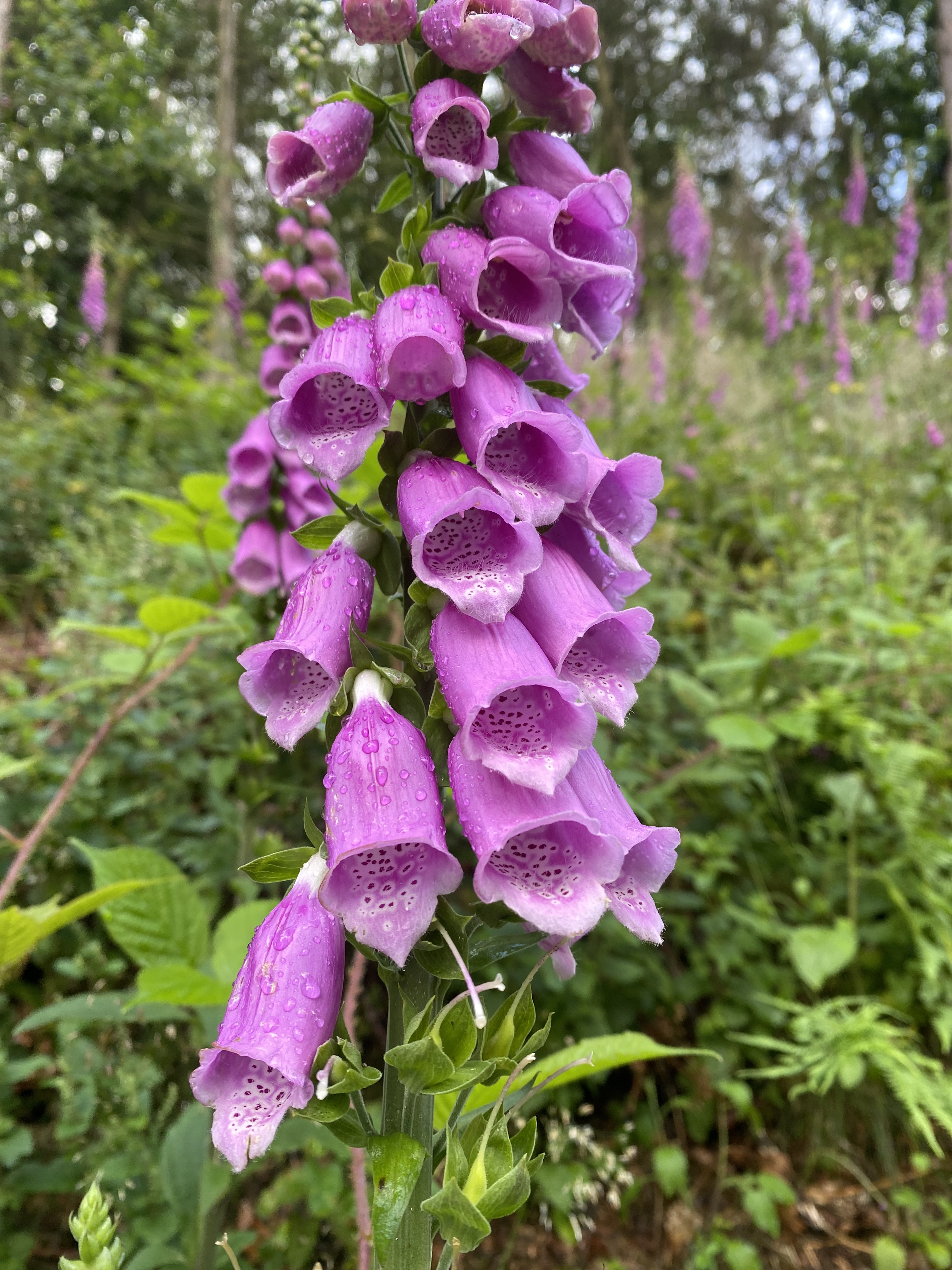 Kolpingstraße, Ольпе до Kolpingstraße, Ольпе