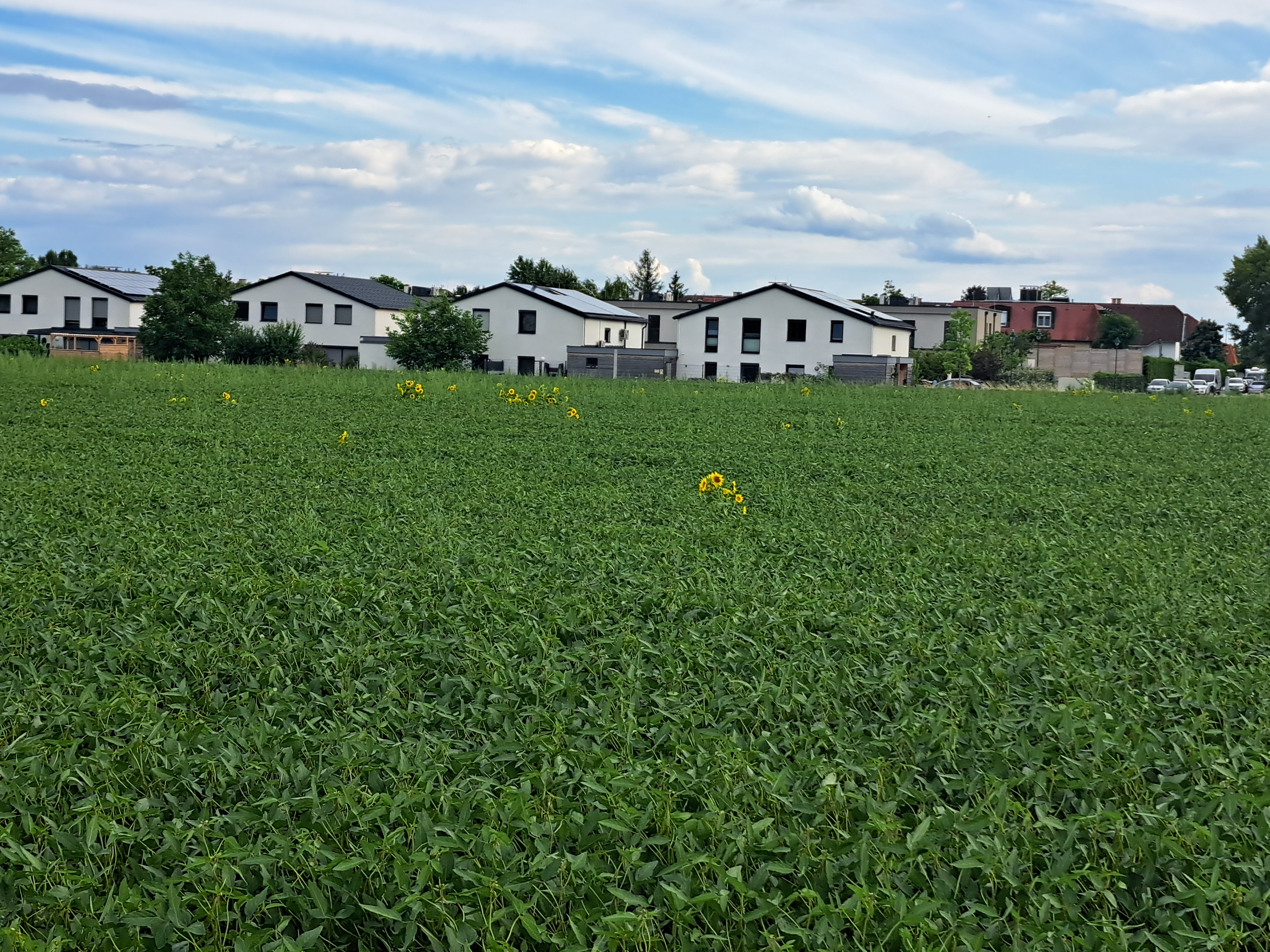 Vöslau-Hirtenberg-Kottingbrunn-Laxenburg-Baden- Vöslau