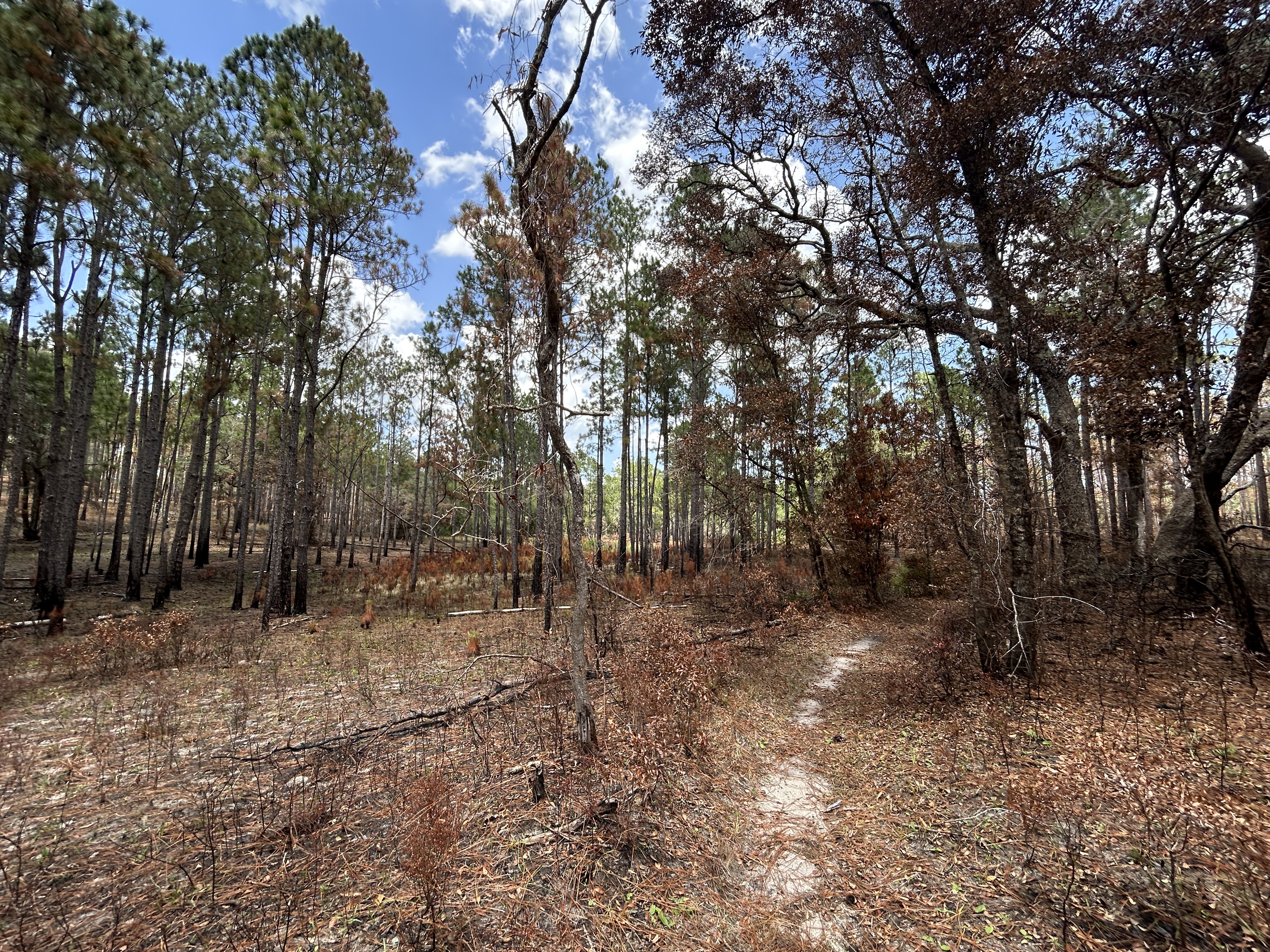 Photo 7 of the Bikemap route "Croom Rital Rd, Brooksville to Croom Rital Rd, Brooksville"