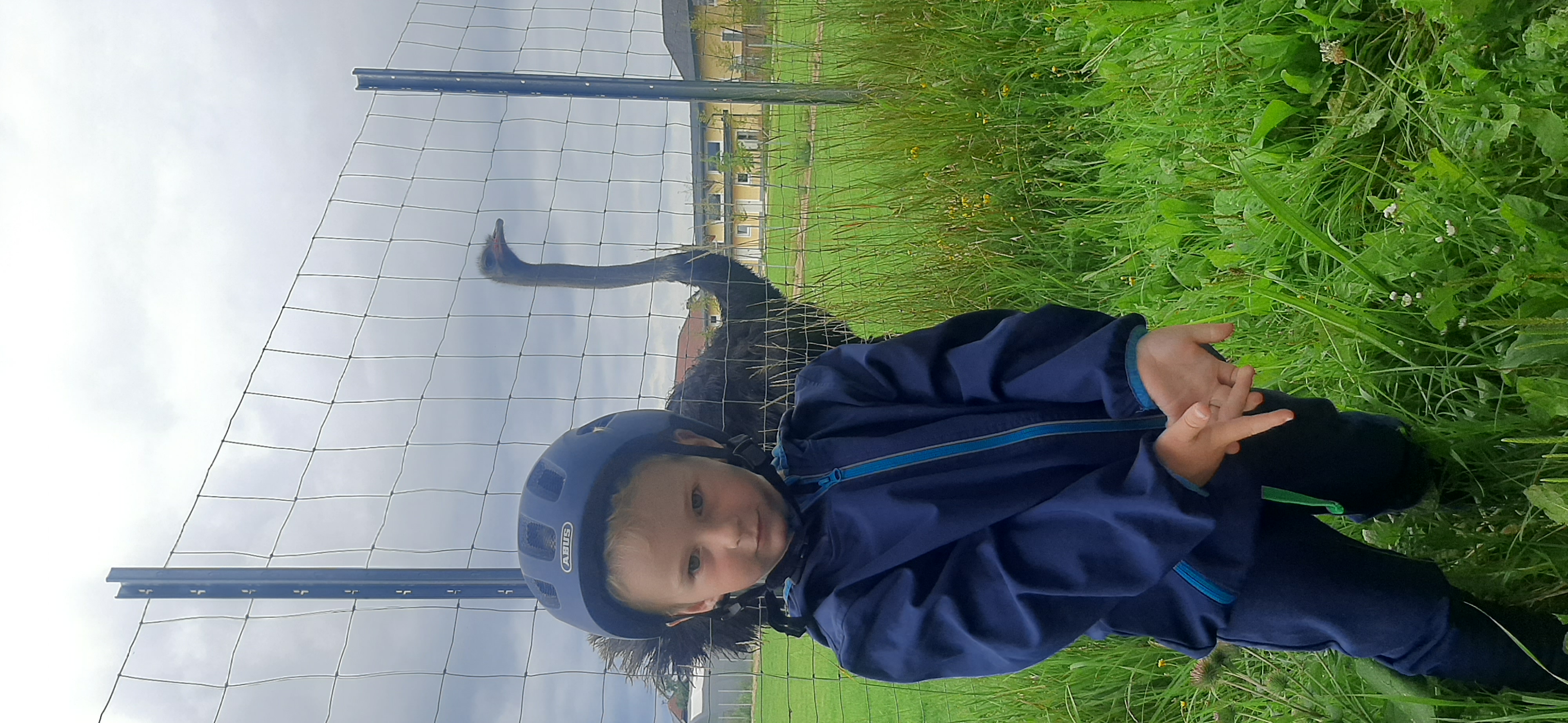 stadlhof, Vogel Strauß und retour