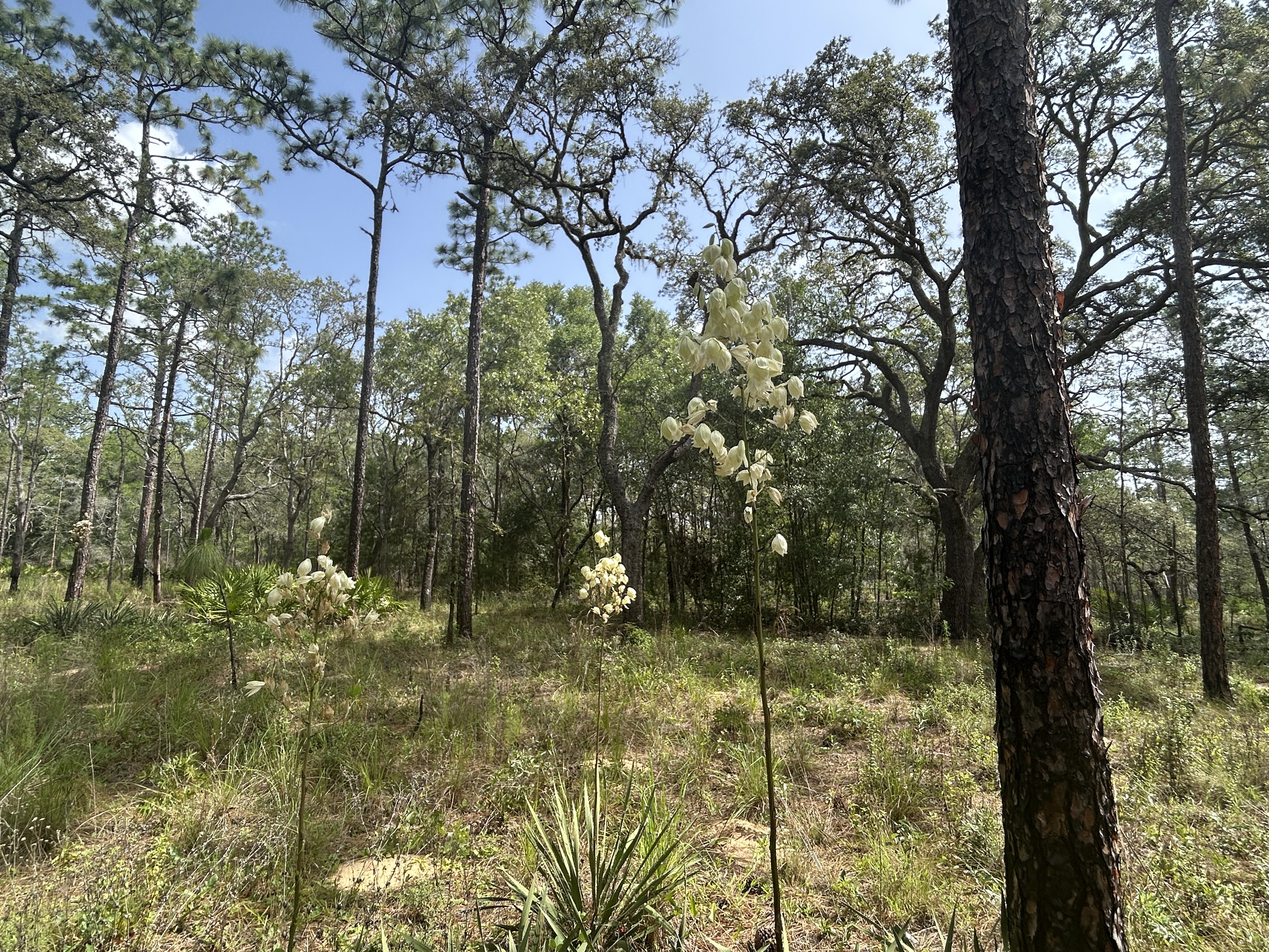 Withlacoochee State Trail, Brooksville to Croom Rital Rd, Brooksville