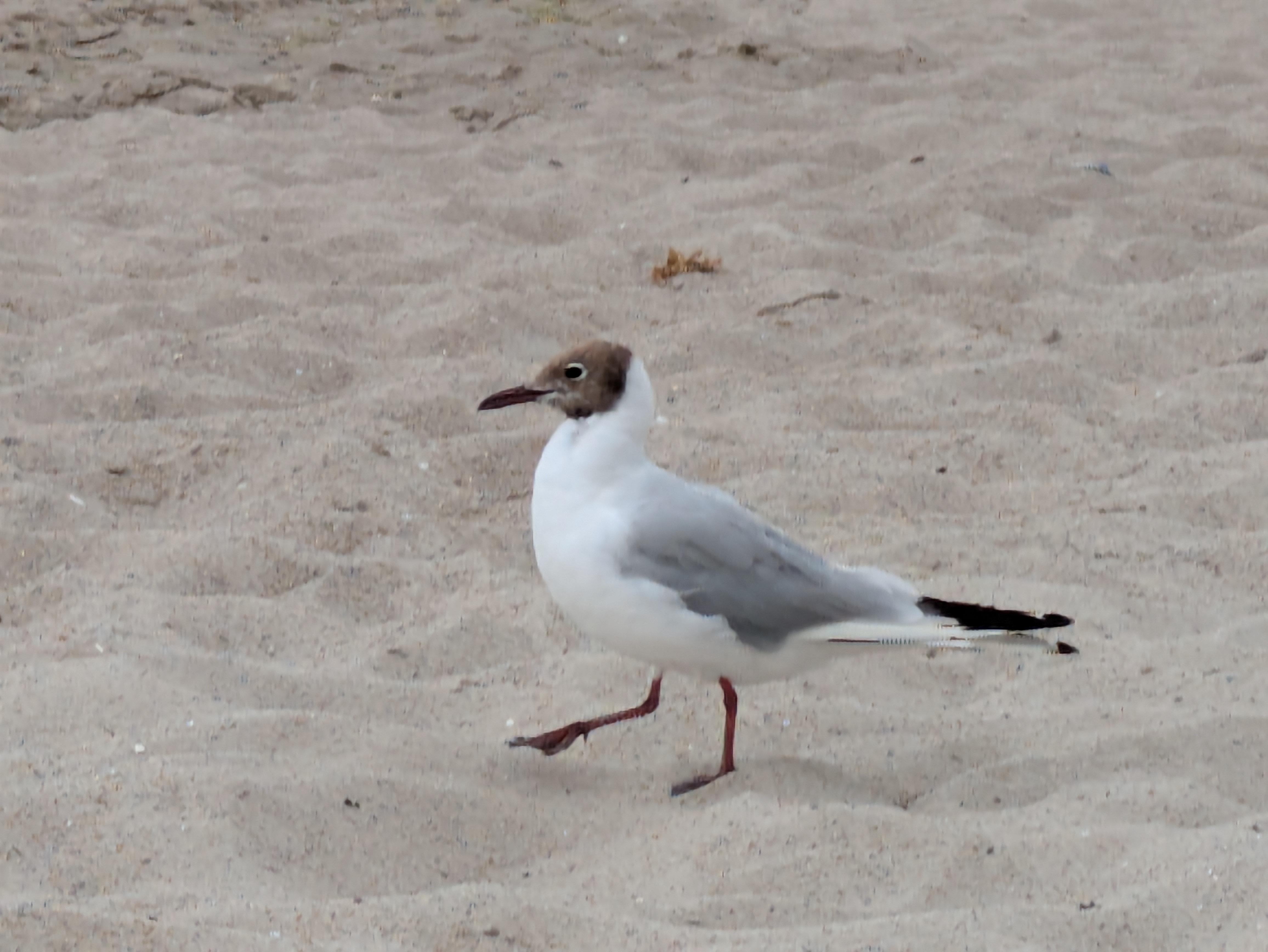 Pariner Straße 36G nach Pariner Straße 36H