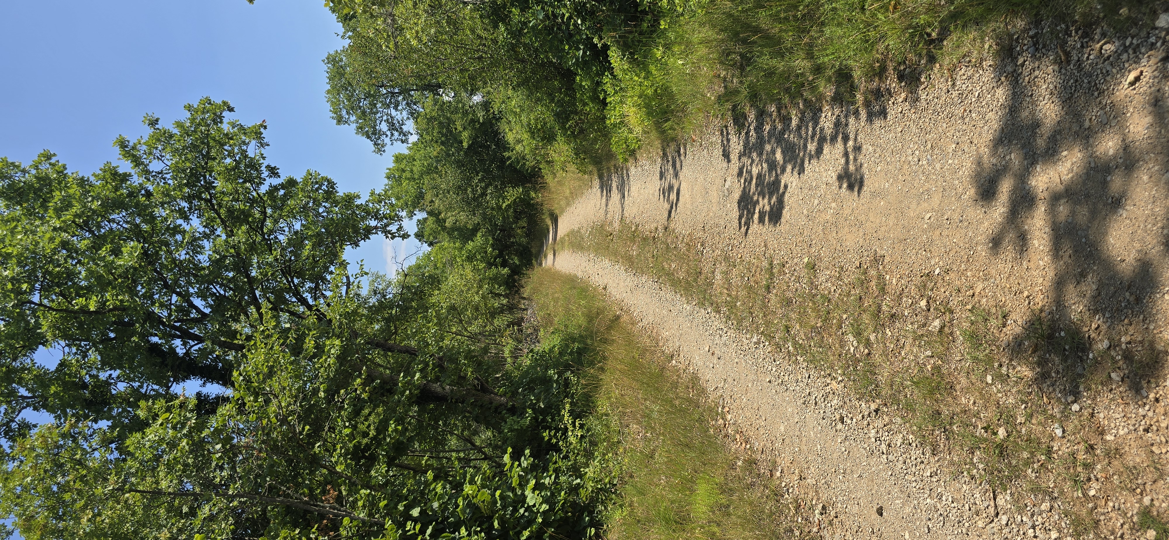 Viale Argine Moreri - Gregorčičev drevored