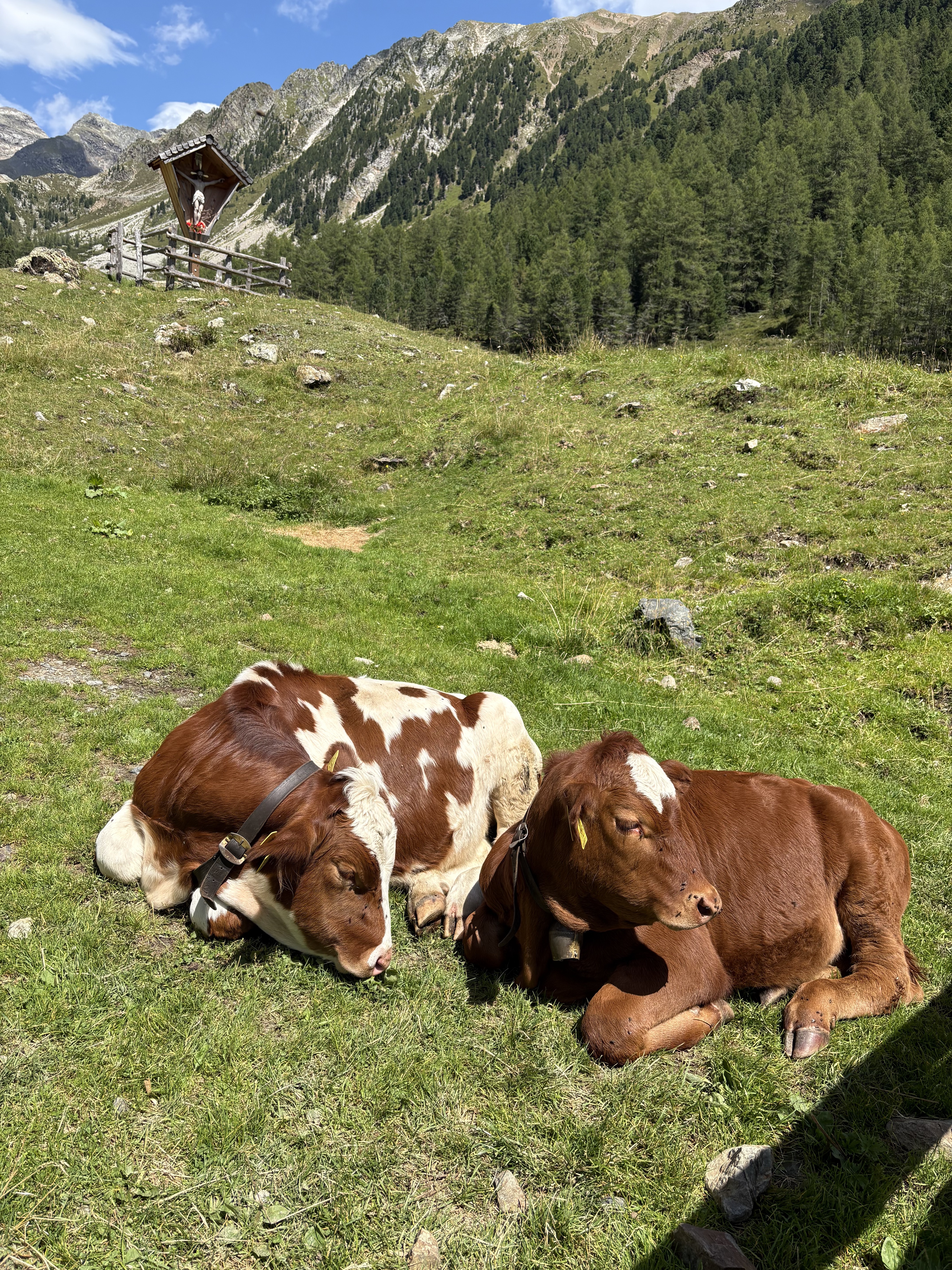 Brunico - Malga Haidacheralm