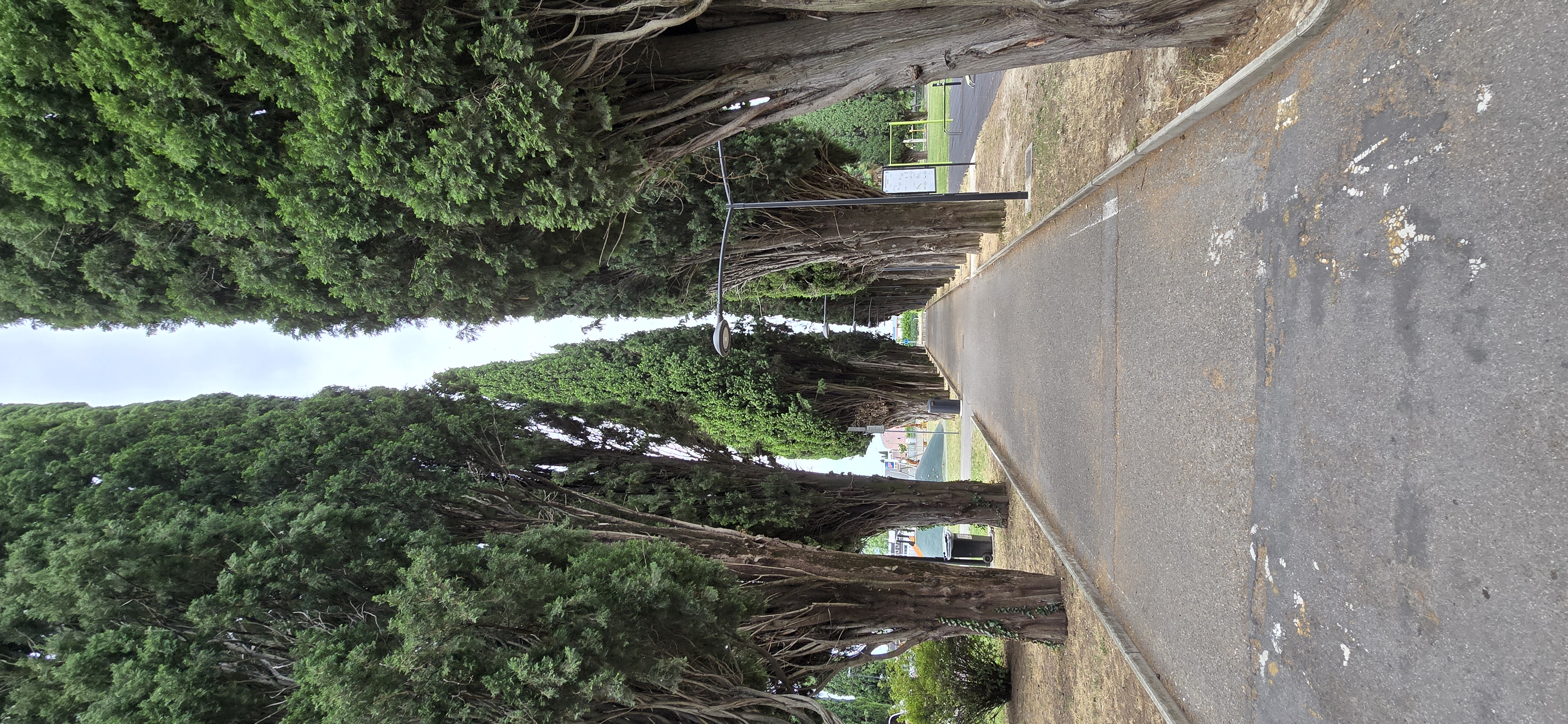 Viale Argine Moreri - Gregorčičev drevored